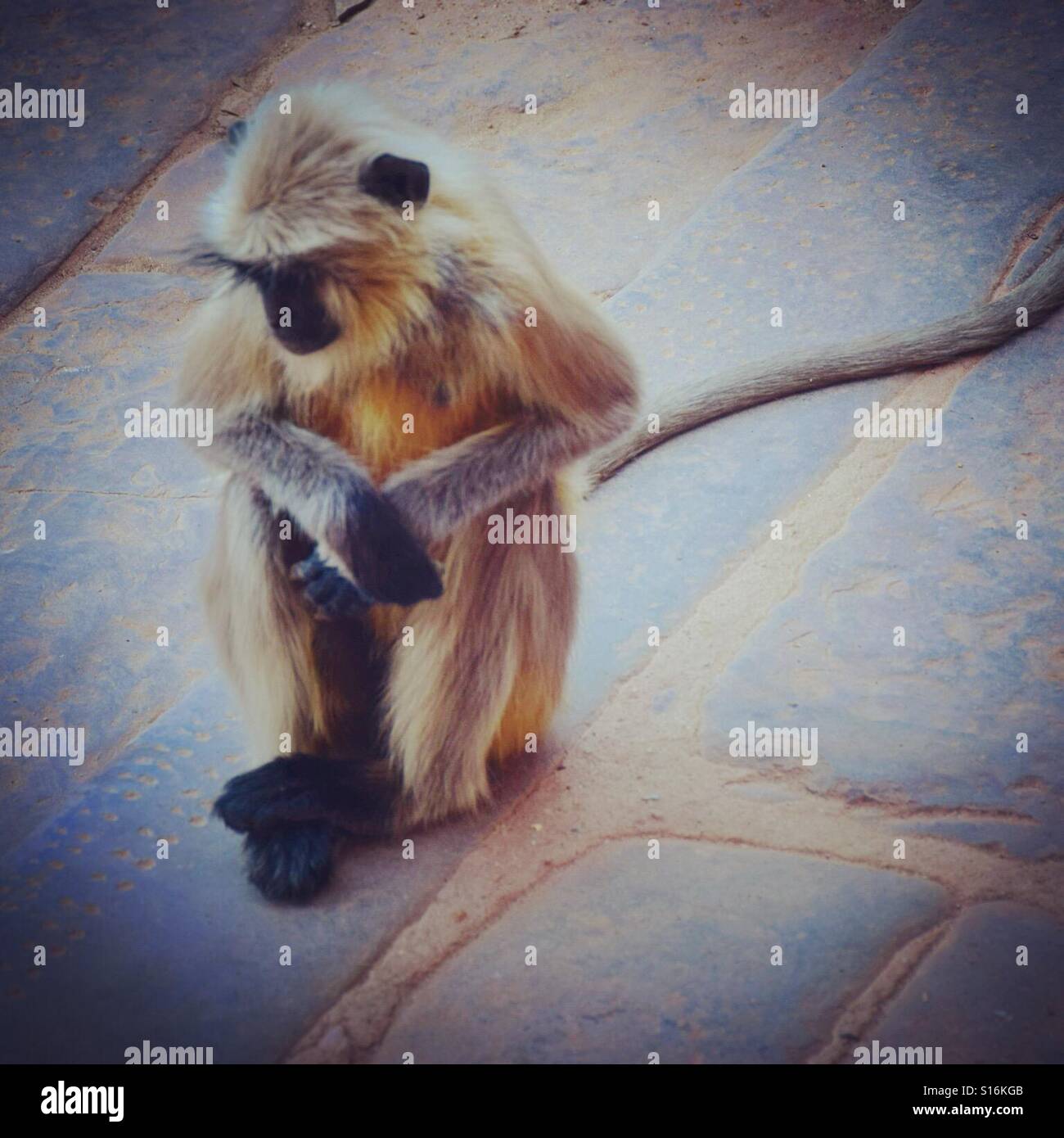 Il pensiero monkey Foto Stock