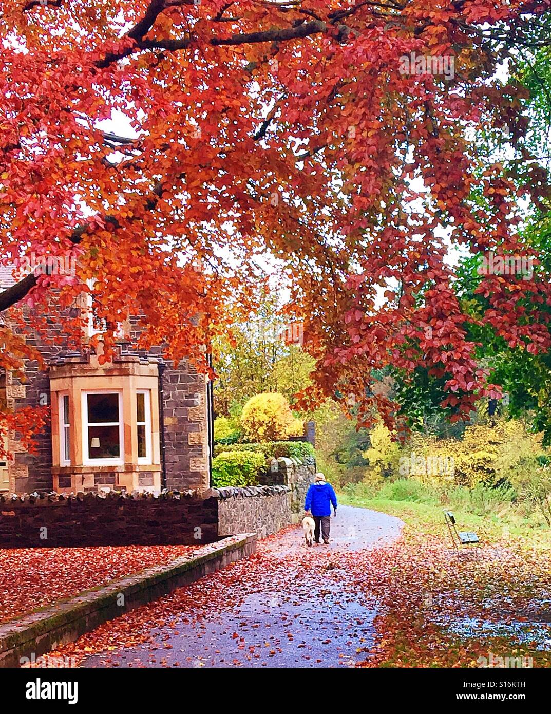 Cane a camminare in autunno. Foto Stock