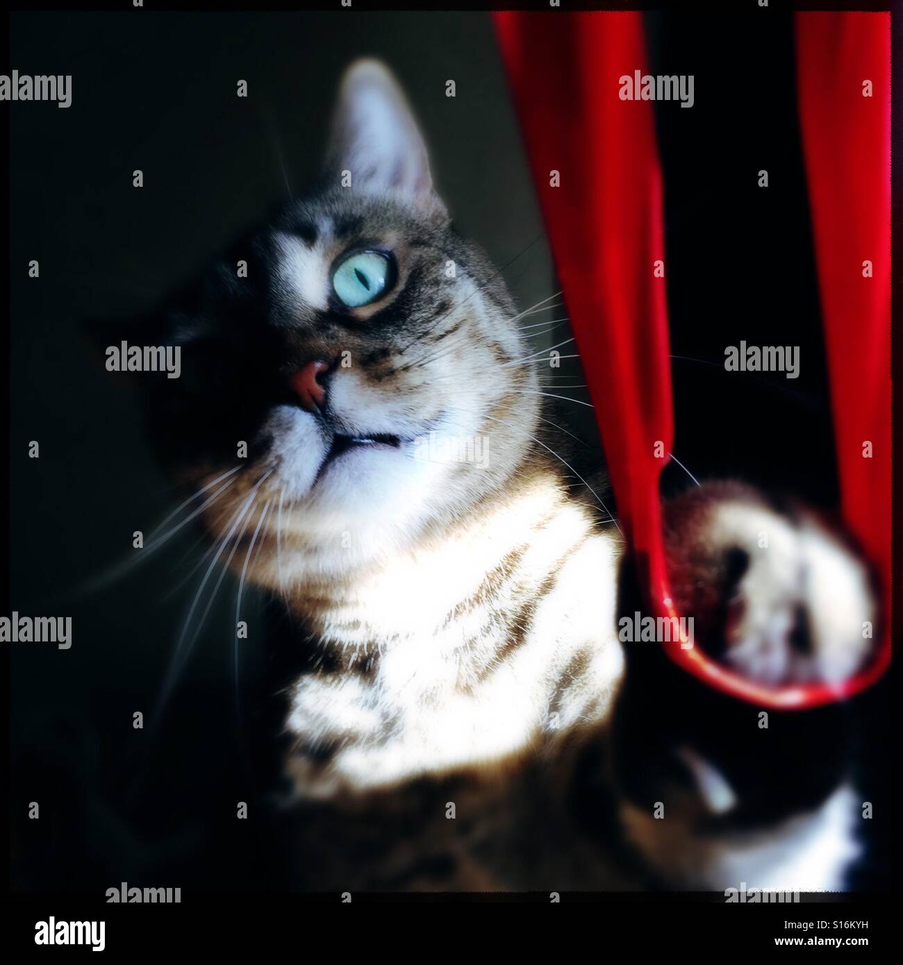 Green Eyed tabby cat giocando con il nastro rosso - Immagine stock catturata con smartphone