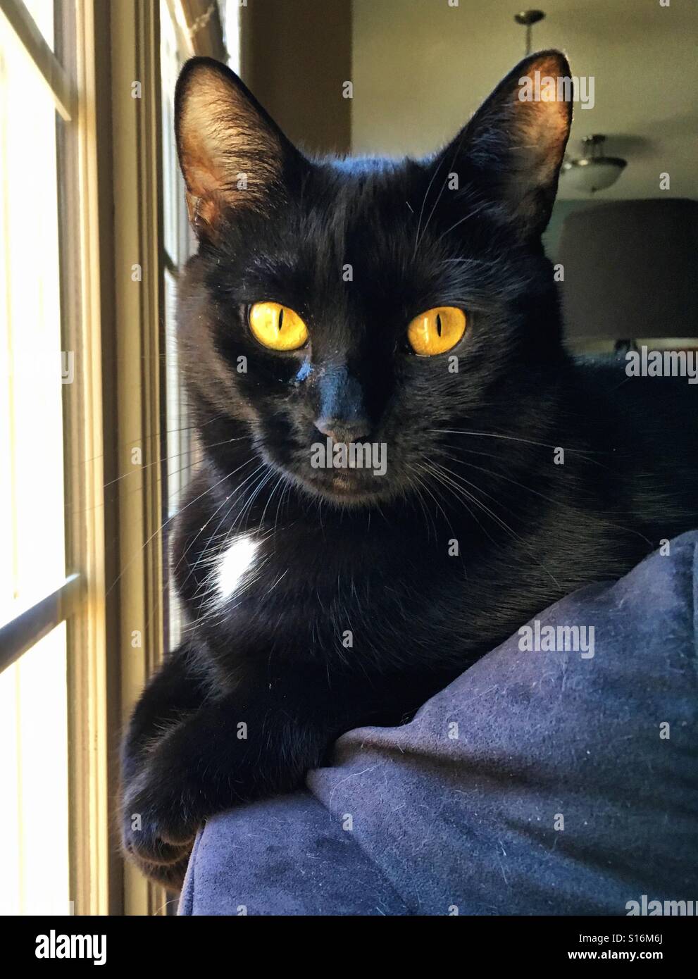 Gatto nero con bellissimi occhi dorati - Immagine stock catturata con smartphone