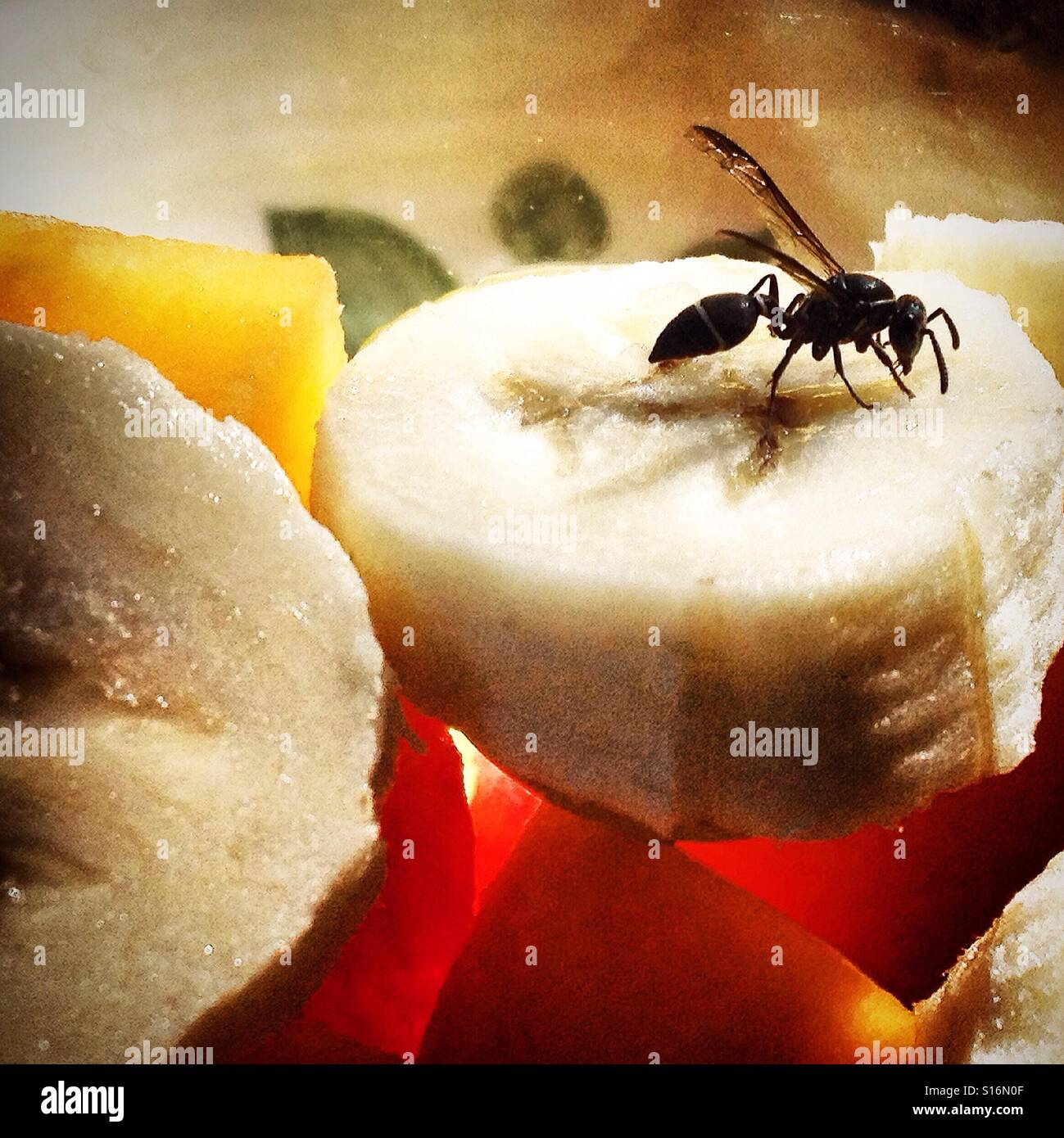 Un stingless bee lambisce su un pezzo di banana in Flycatcher Inn Hotel, Santa Elena, Yucatan, Messico - Immagine stock catturata con smartphone