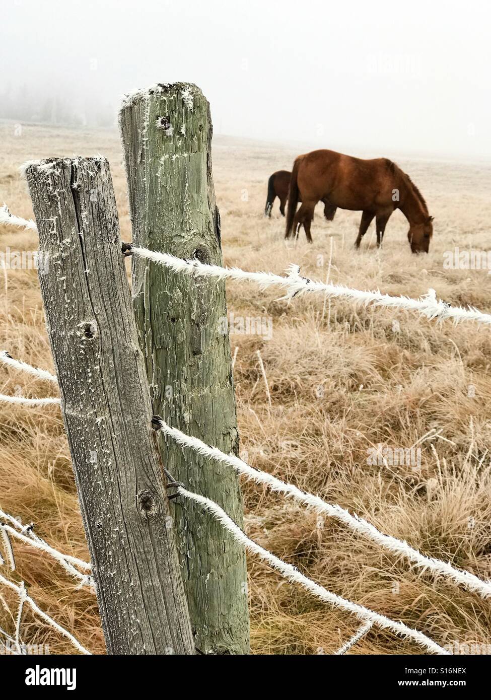 I cavalli pascolano in un pascolo dietro un filo spinato bianco con trasformata per forte gradiente frost. Foto Stock