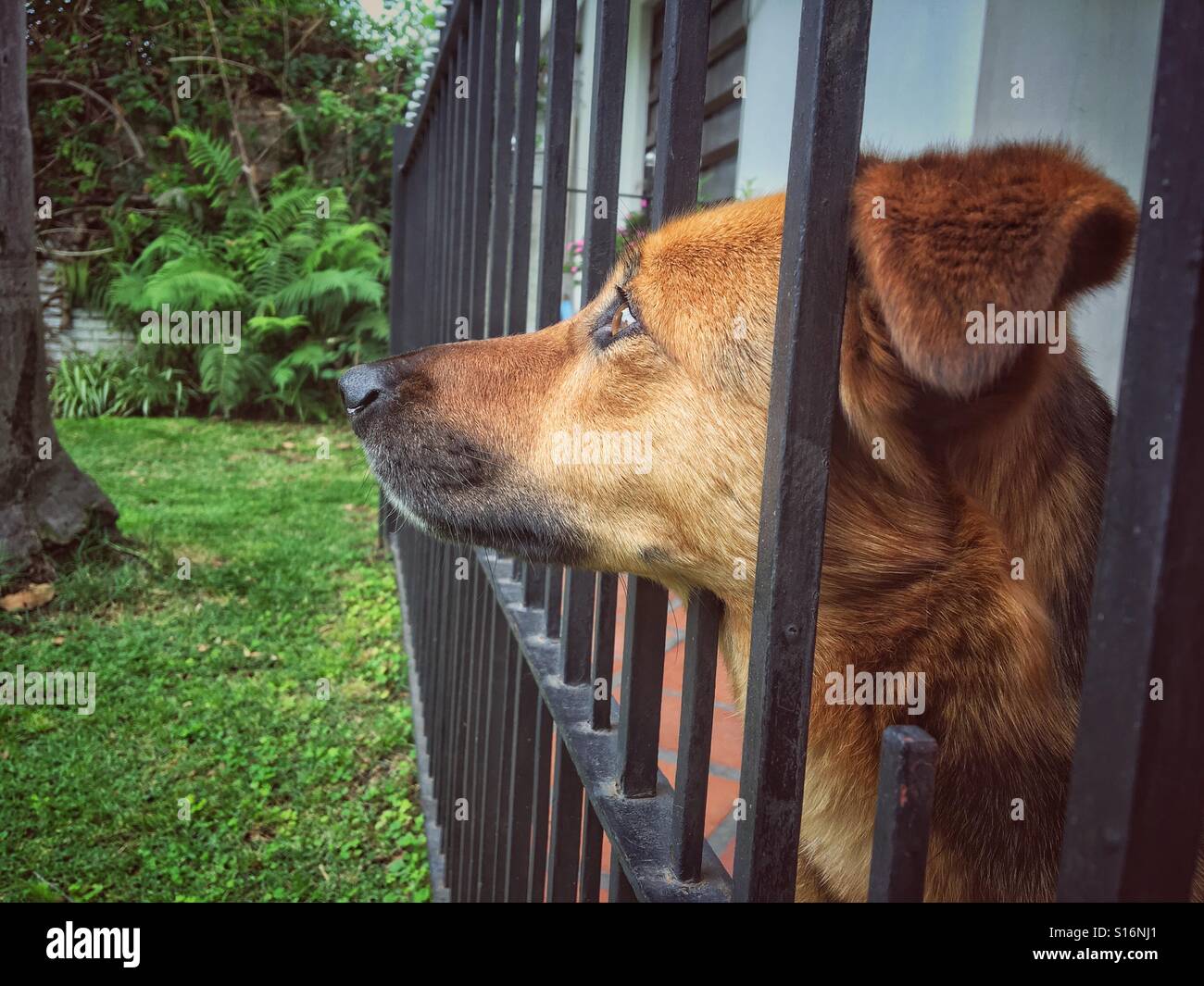 Cane cerca attraverso una recinzione - Immagine stock catturata con smartphone