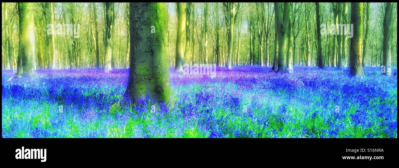 Un creative vista panoramica di un bosco inglese scena in primavera - The Bluebell Fiori (Hyacinthodes Non-Scripta) sono in piena fioritura. Credito foto - © COLIN HOSKINS. - Immagine stock catturata con smartphone