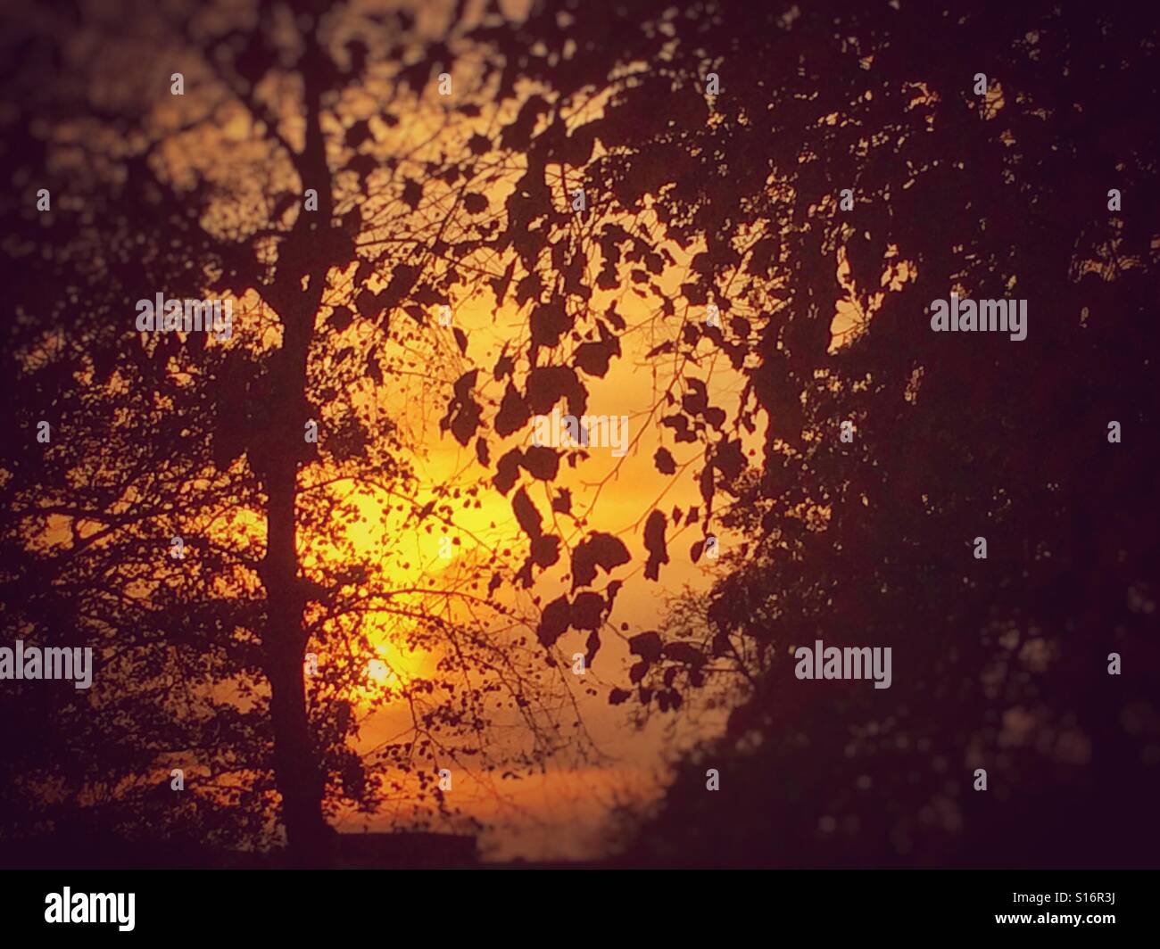 Tramonto attraverso gli alberi England Regno Unito - Immagine stock catturata con smartphone