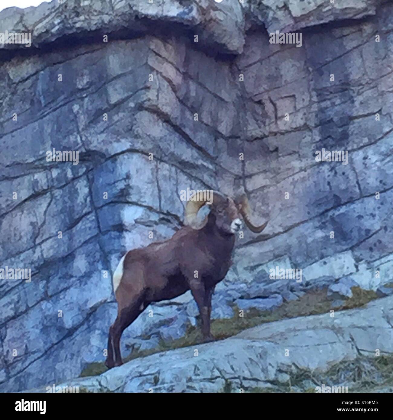 Big Horn le pecore di montagna in cattività - Immagine stock catturata con smartphone