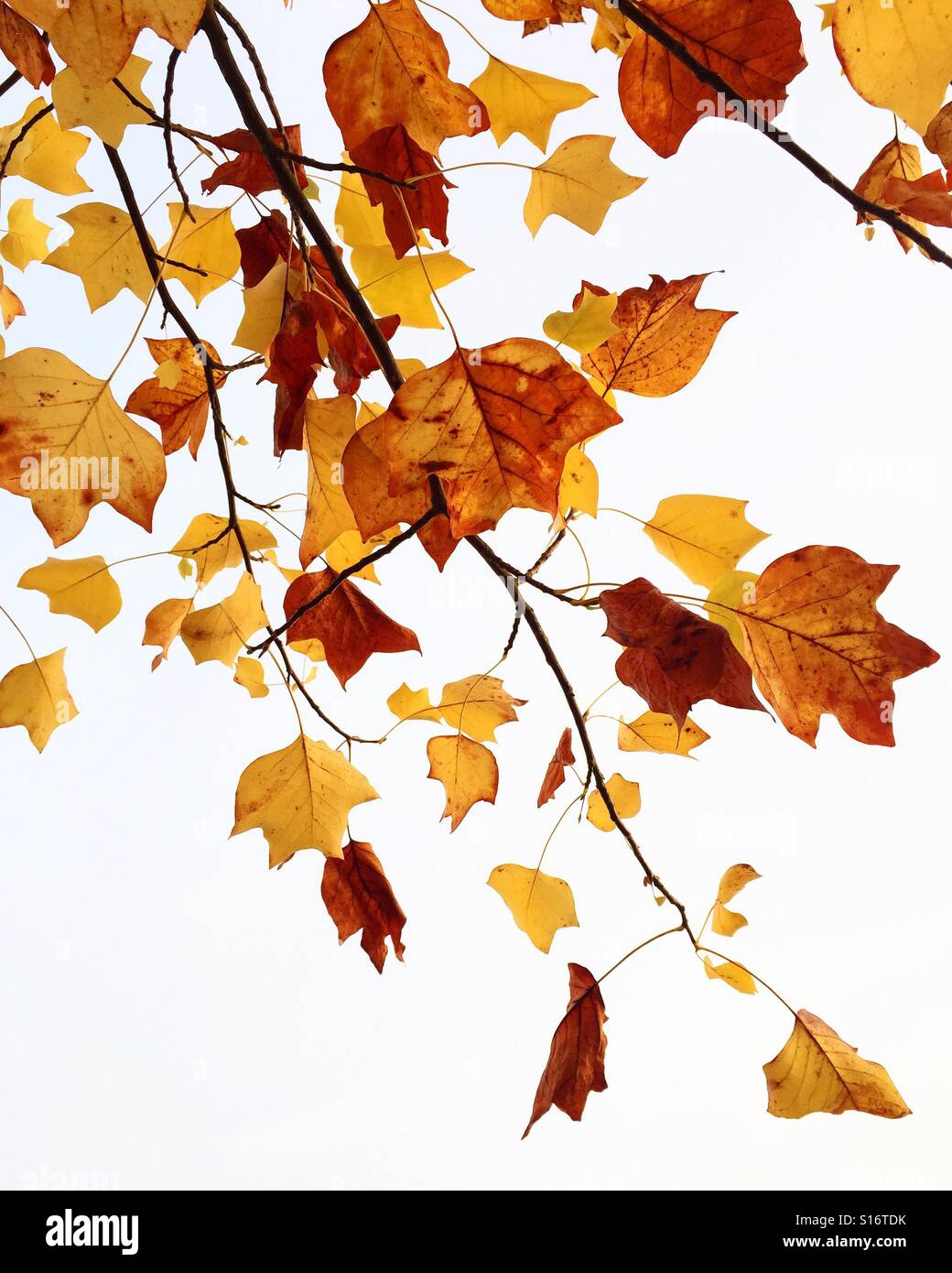 Giallo Foglie di autunno Foto Stock