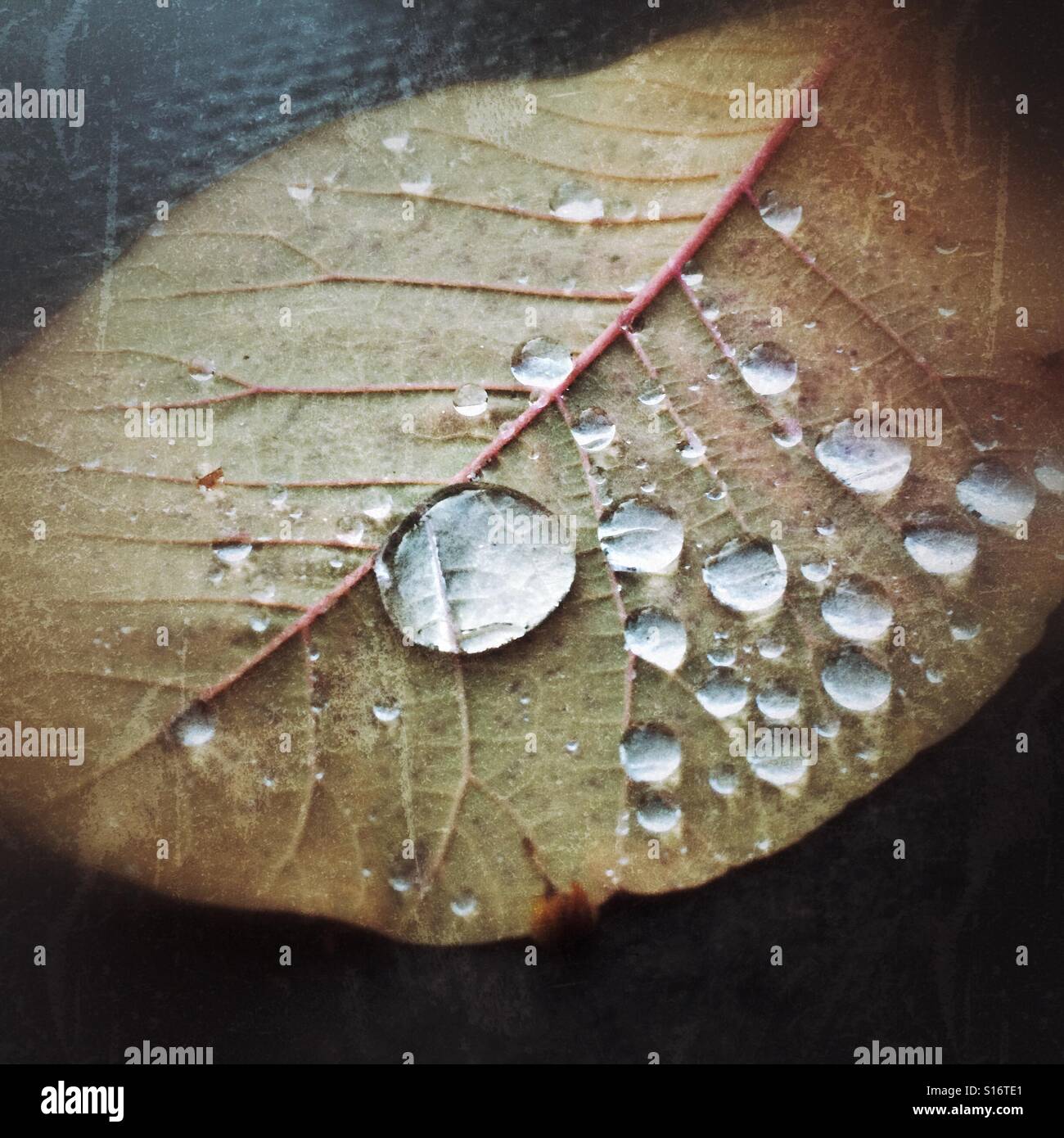 Le gocce di pioggia su una foglia Foto Stock