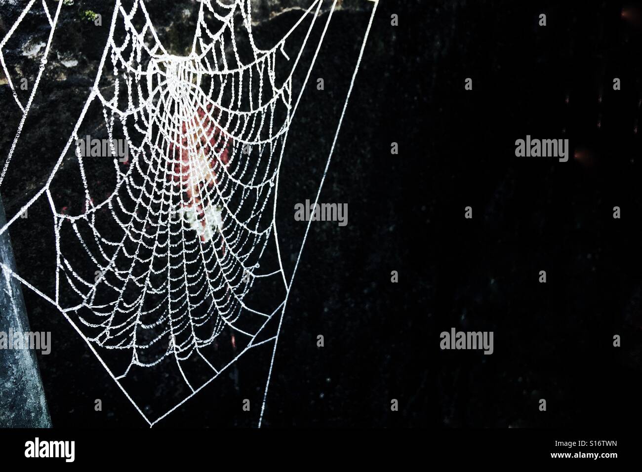 Congelati Spider Web su uno sfondo nero su un gelido freddo mattino. - Immagine stock catturata con smartphone