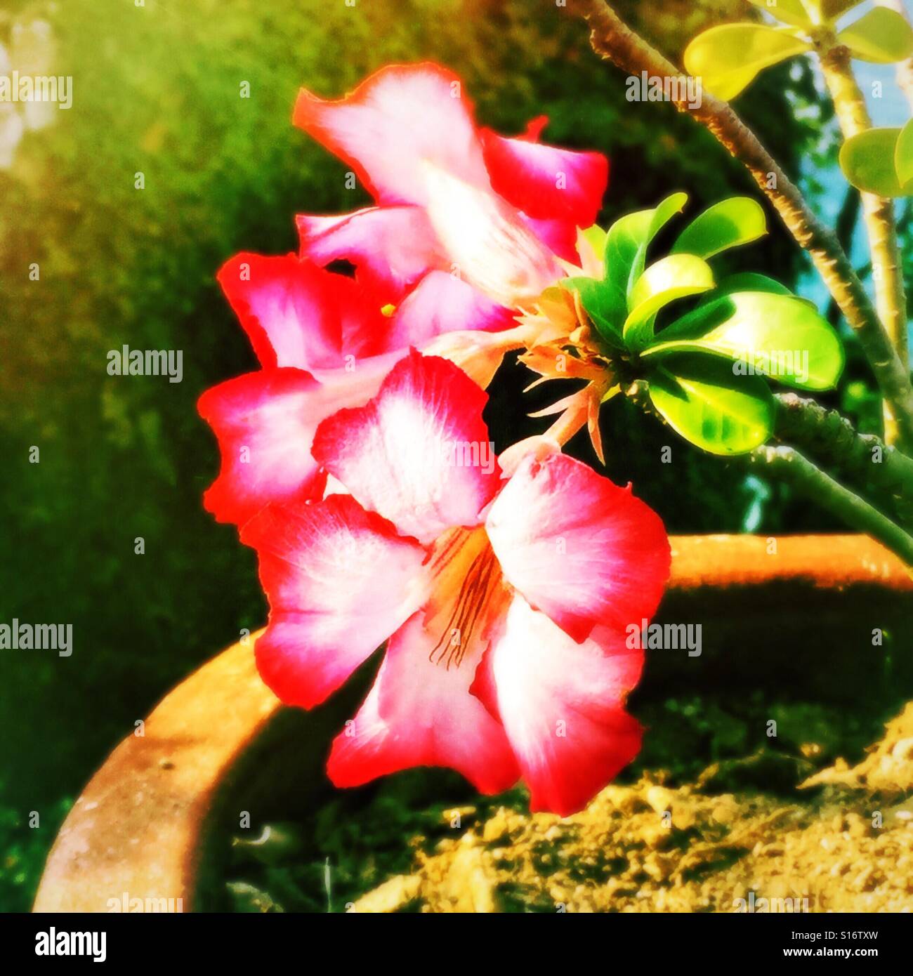 Luce del sole di mattina lambisce un potted Adenium obesum impianto, noto anche come una rosa del deserto. Foto Stock