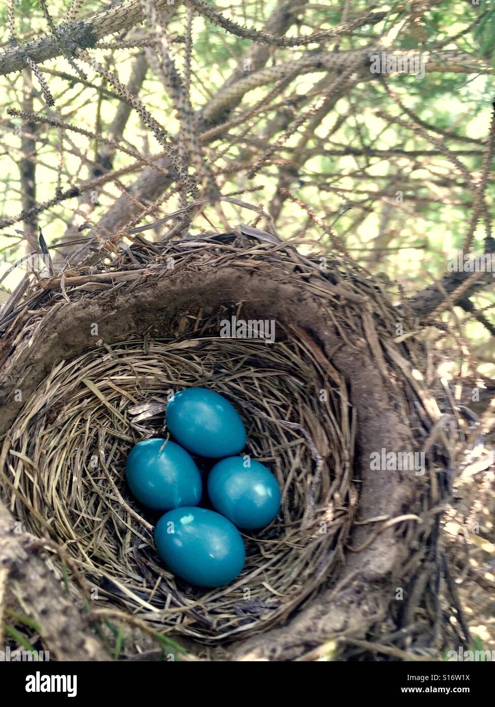 Robin uova nel nido Foto Stock