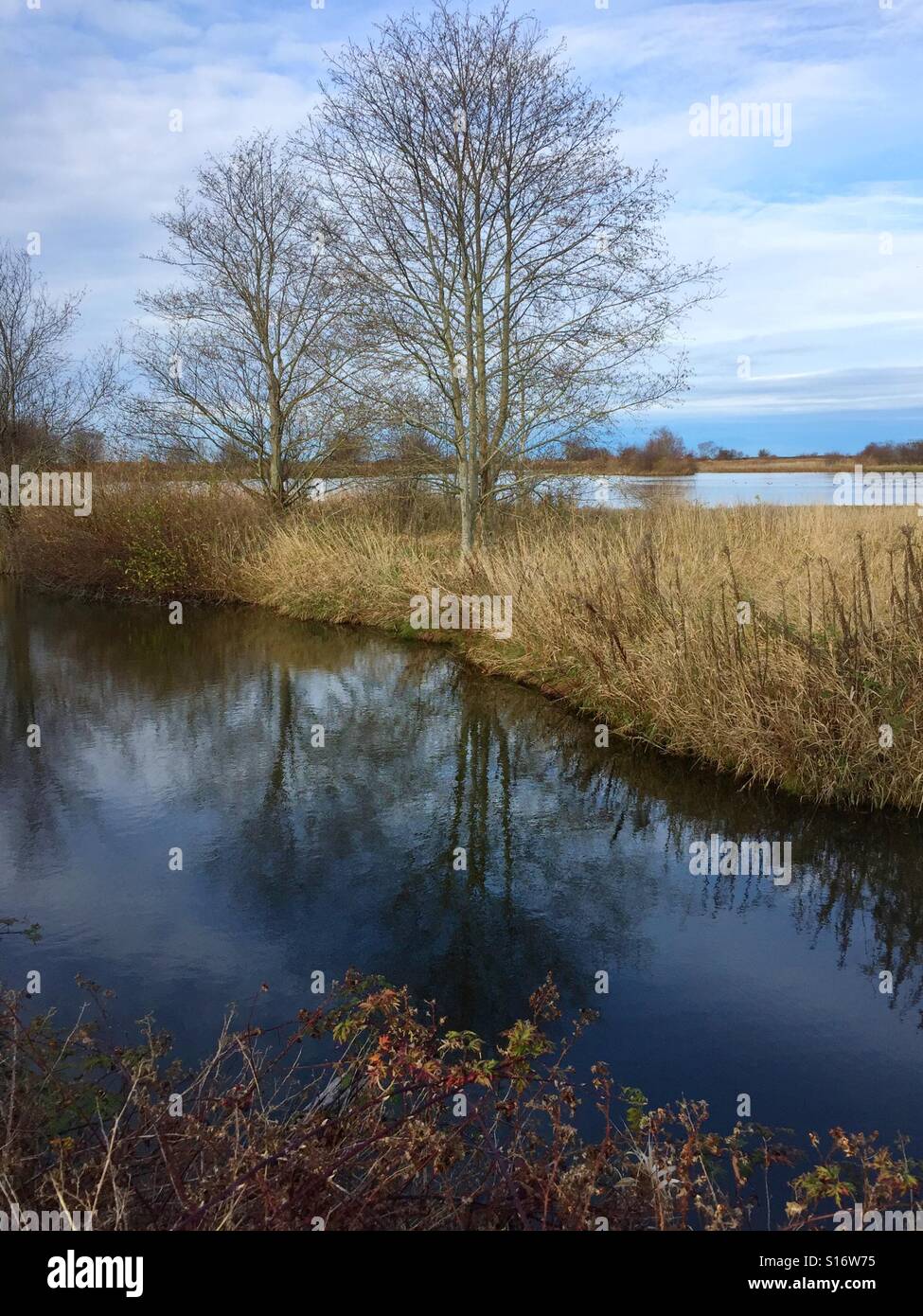 La riflessione di alberi nelle limpide acque della zona umida. Foto Stock