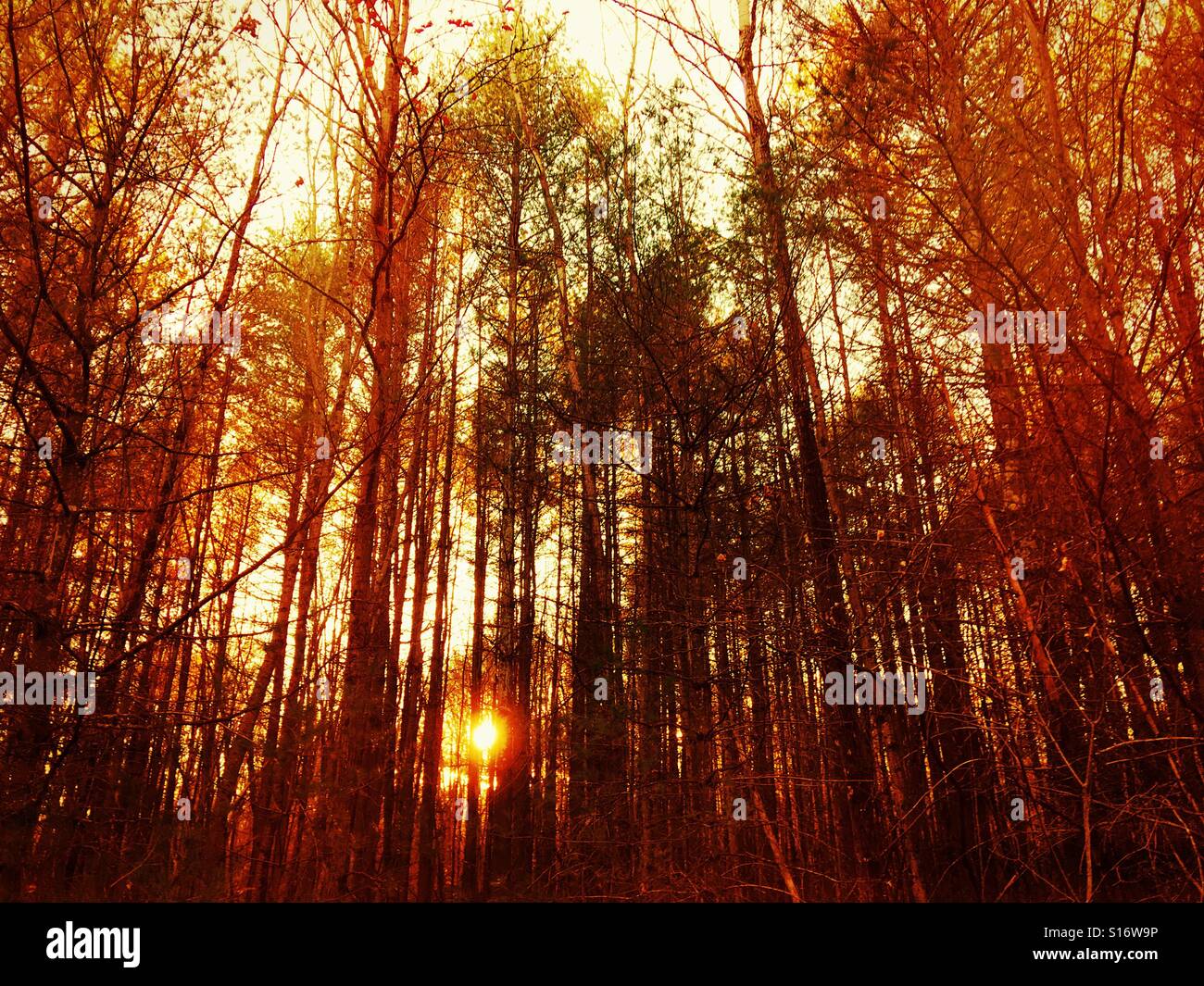 Tramonto attraverso gli alberi in autunno, Whitinsville, Massachusetts, STATI UNITI D'AMERICA. Foto Stock
