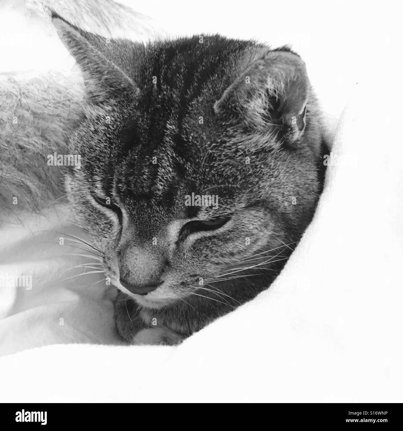 Assonnato sweet cat Foto Stock