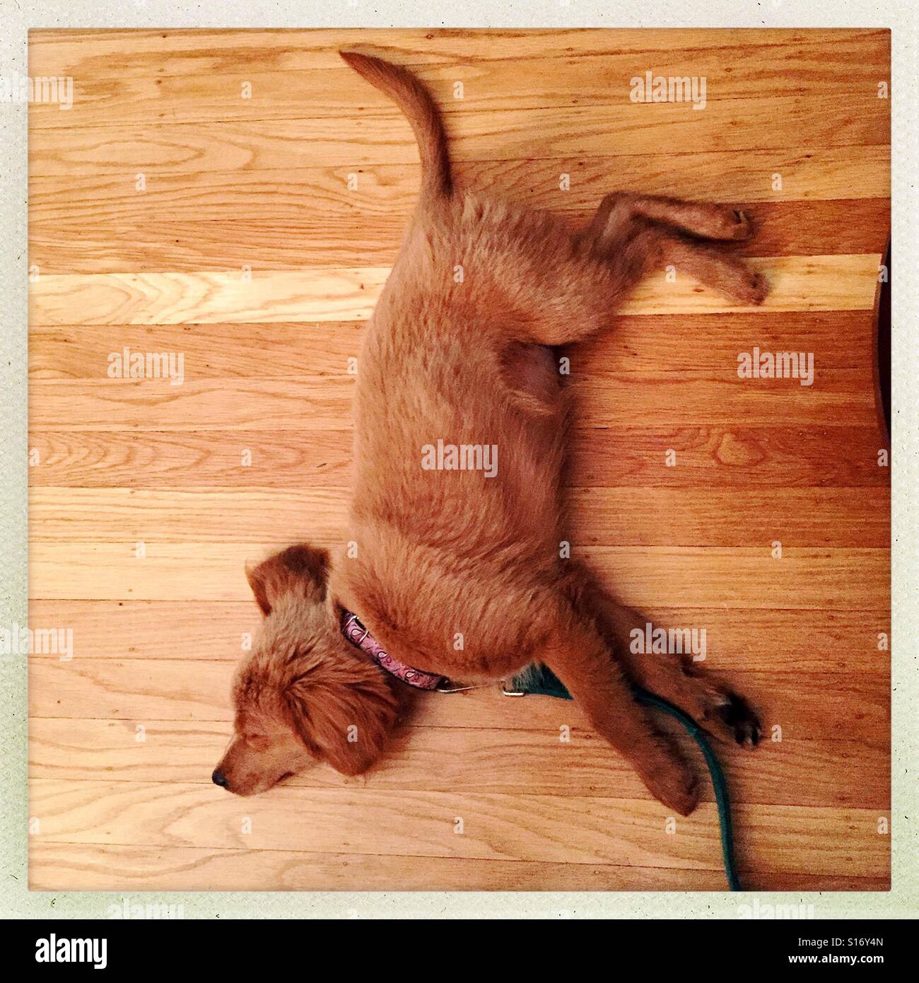 Spompato pup - Immagine stock catturata con smartphone