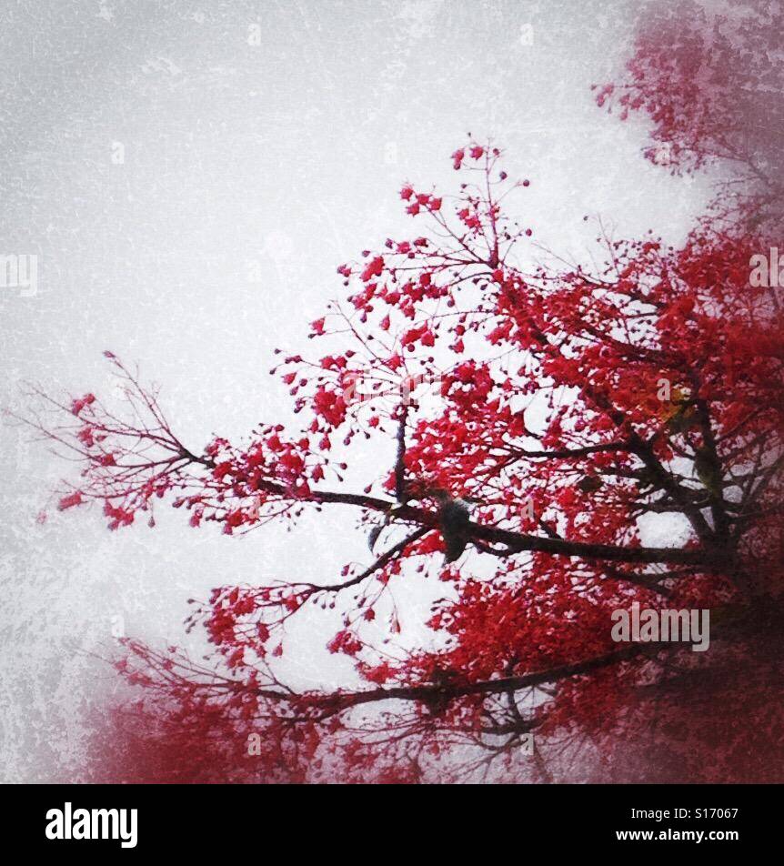 Crimson Bloom, (3)iPhone foto, filtro grigio effetto grunge e modifica di un albero nel mio punto di vista Foto Stock