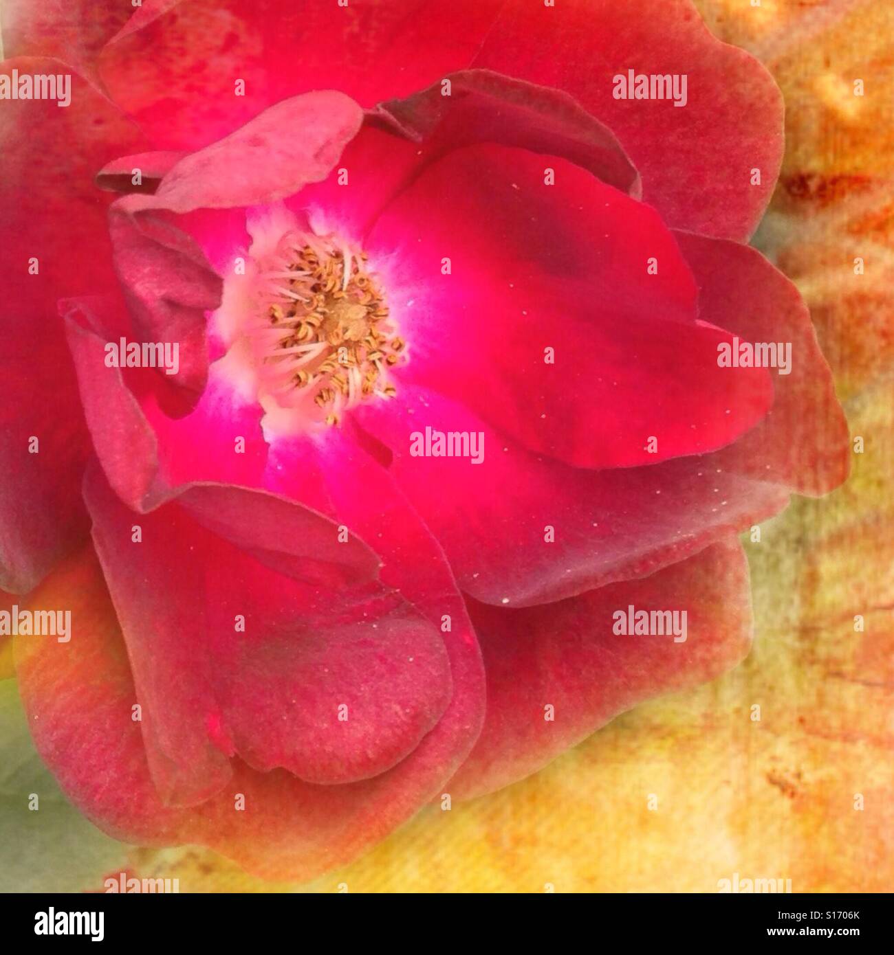 Una Rosa da qualsiasi altro nome, closeup, iPhone fotografia, mescolate, sfondo, effetto Foto Stock