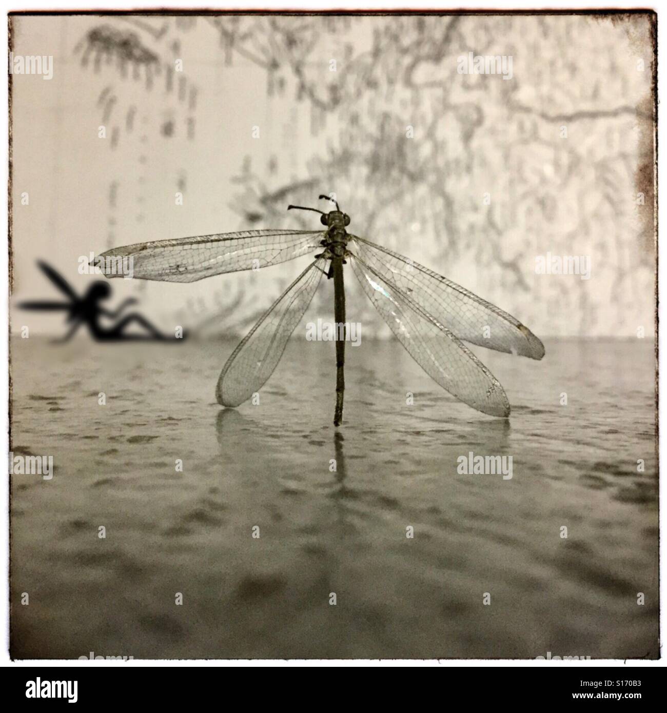 Montato su ali, closeup, dragon fly, iPhone foto, fata effetto ombra, Foto Stock