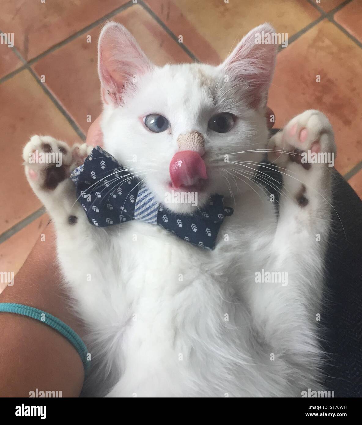 Un gattino bianco che indossa una cravatta a farfalla blu bastoni la sua lingua fuori sul suo naso. Foto Stock