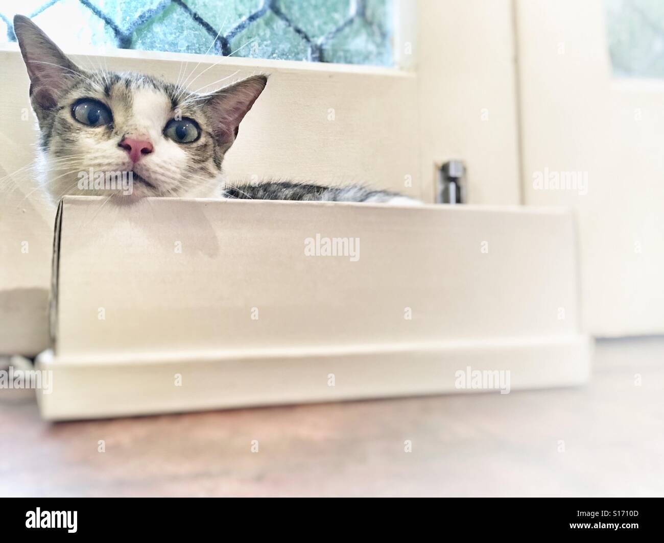 Gatto in una scatola di scarpe. - Immagine stock catturata con smartphone