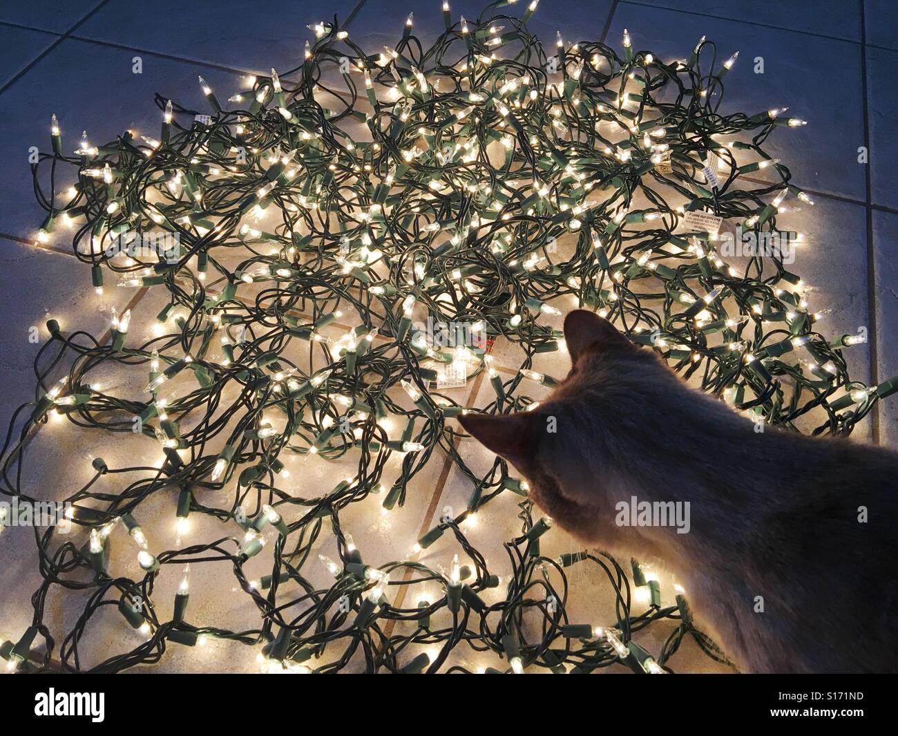 Cat guardando le luci di Natale sul pavimento Foto Stock
