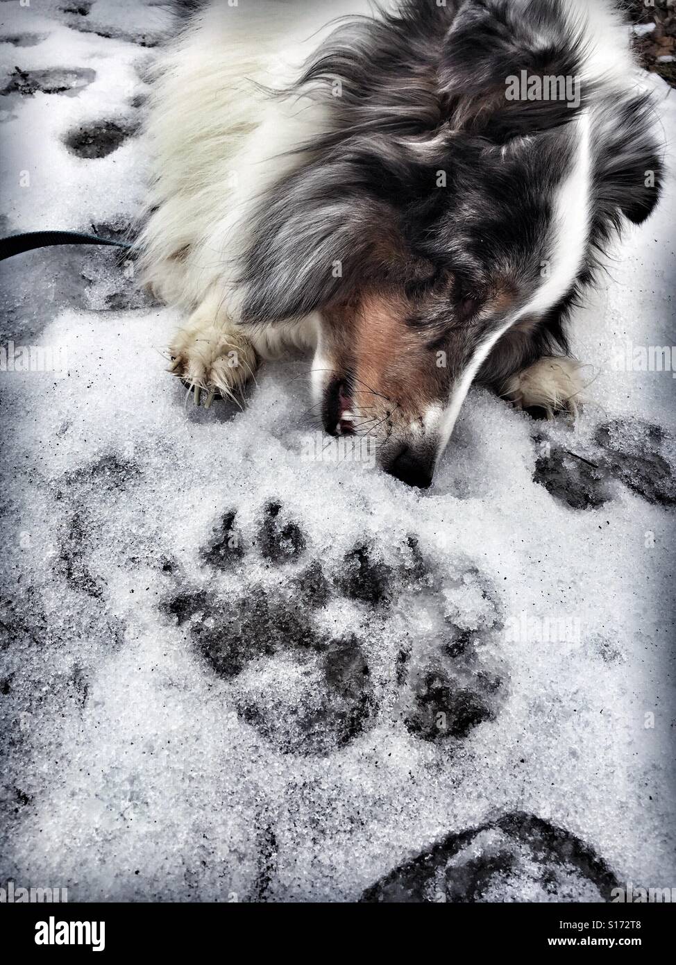 Blue Merle Sheltie mangiare neve con impronte di animali Foto Stock