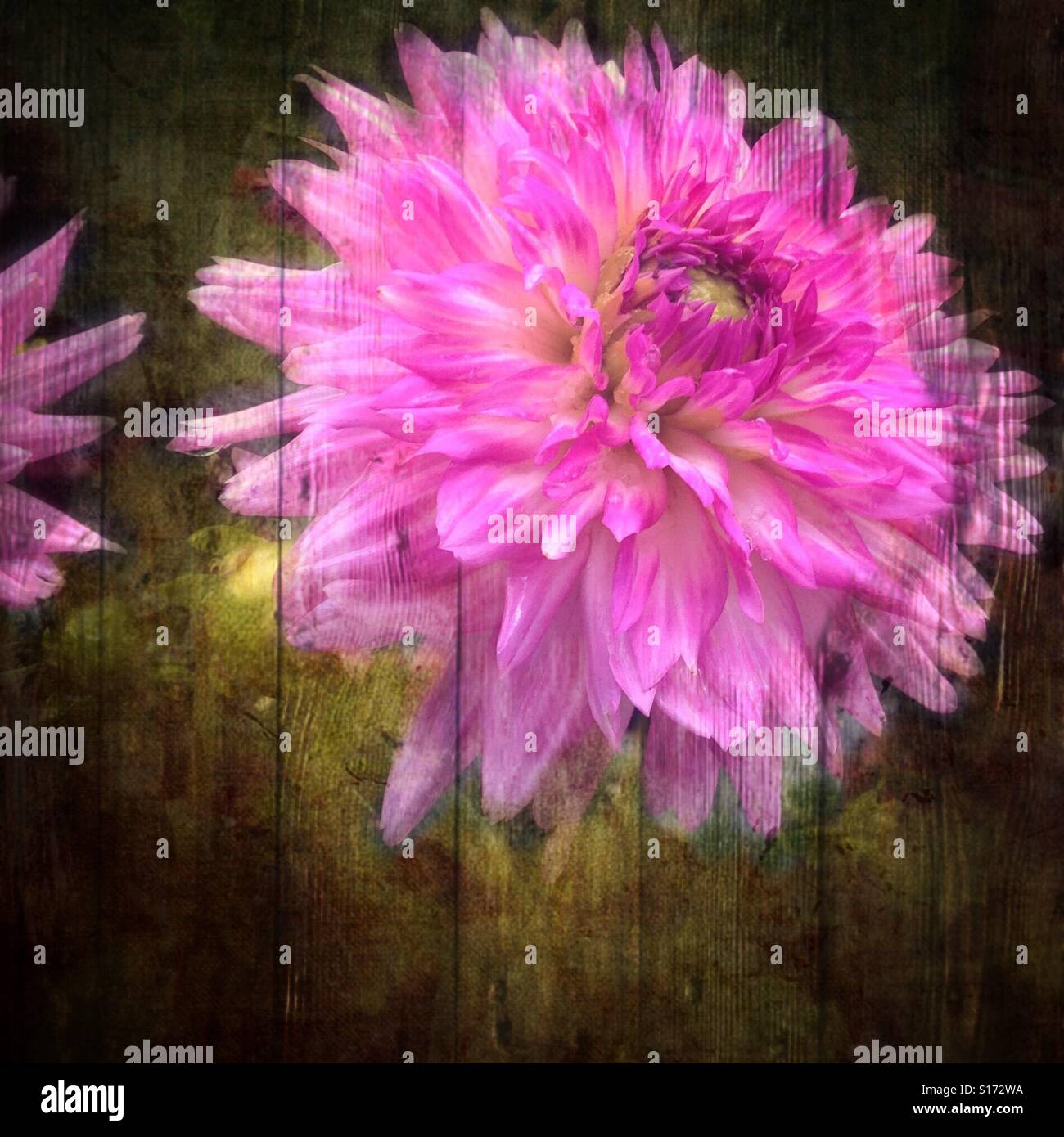 'Spring via' illusione fiore lo scoppio di una parete, iPhone foto, closeup, fiore rosa, mescolato rustico effetti di parete Foto Stock