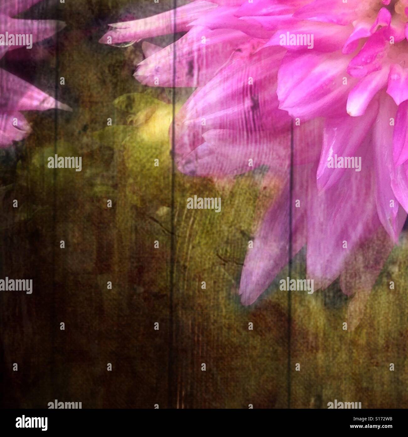 La molla via (2), angolo, primo piano di un fiore rosa lo scoppio di una parete, iPhone foto illusione, mescolato, rustico, effetti di parete Foto Stock