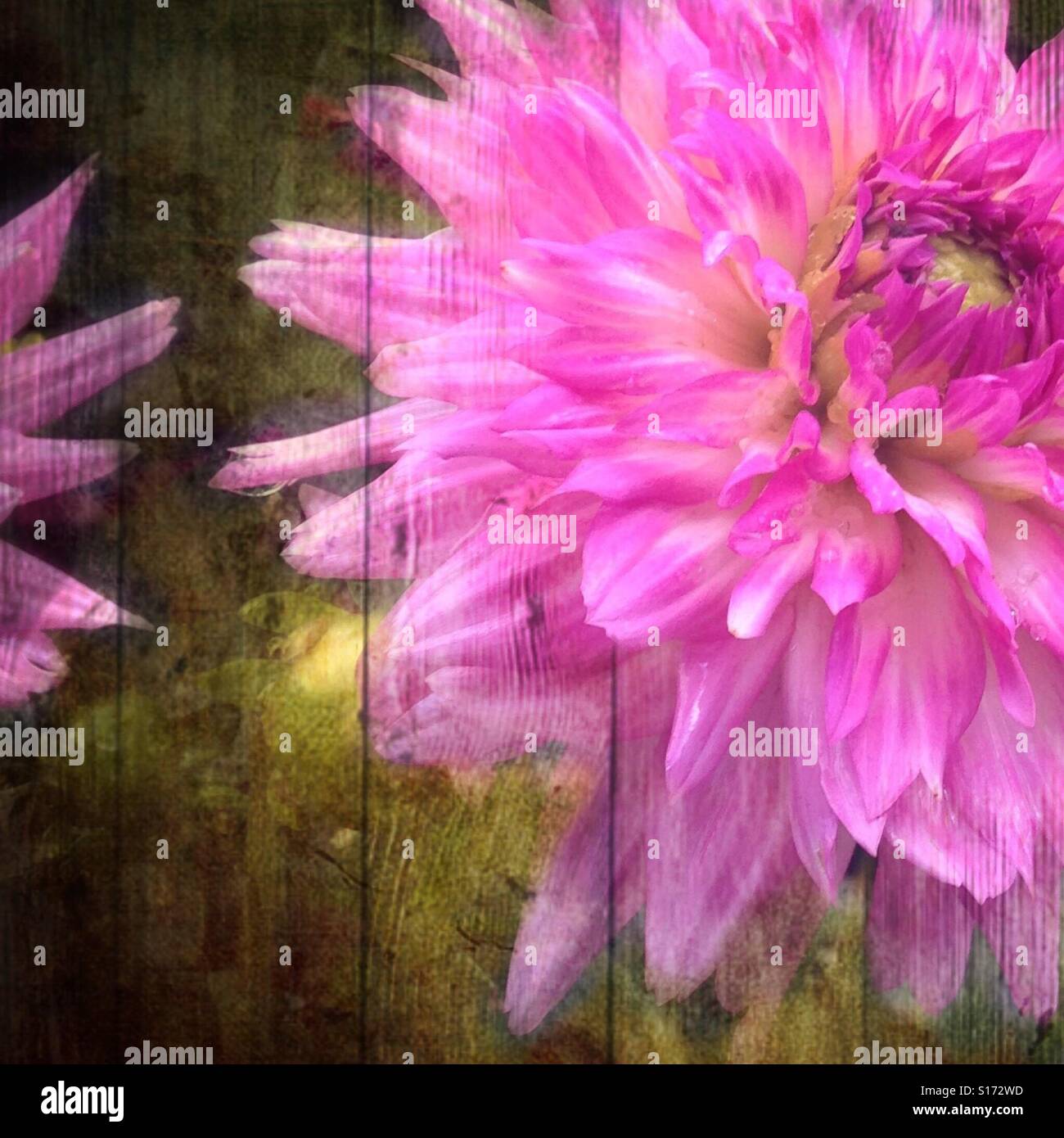La molla via(3), fiore rosa lo scoppio di una parete, illusione, iPhone foto, mescolate, rustico, effetti Foto Stock