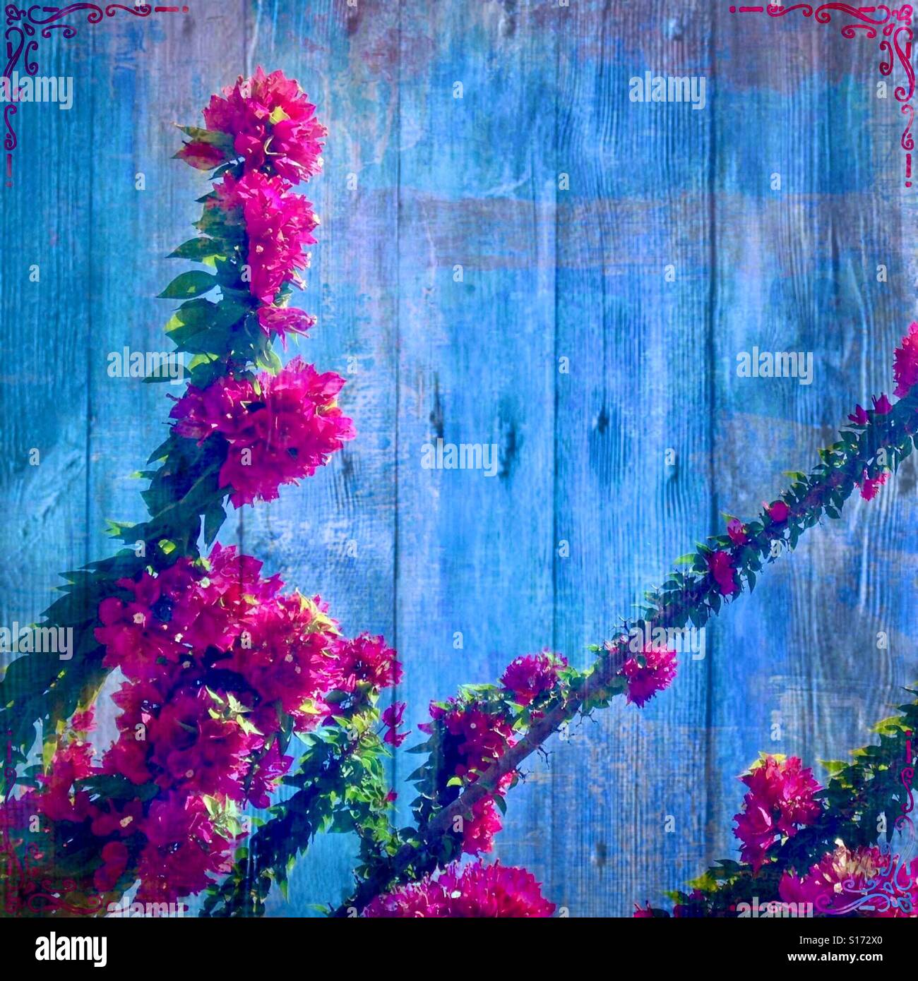 Incorniciata dalla struttura ad albero Vite, iPhone foto, mescolate effetto su una parete blu Foto Stock