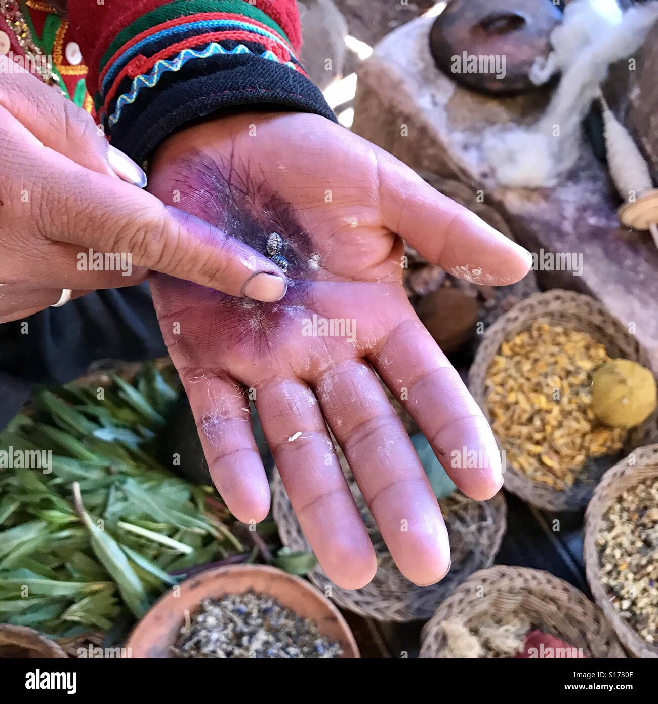 Il quechua donna indiana tenendo la cocciniglia bug utilizzato per rendere il colorante rosso carminio Foto Stock