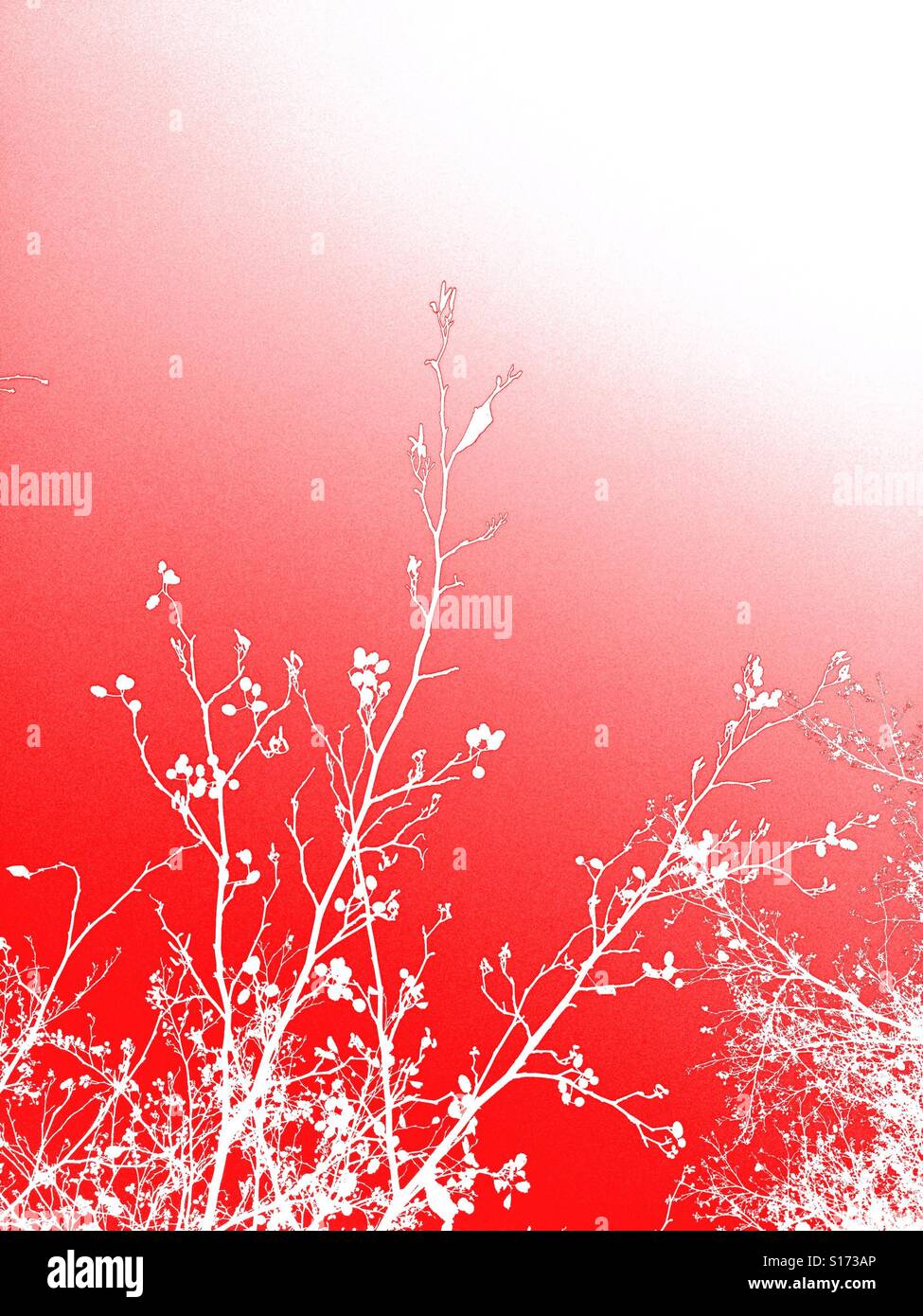 Silhouette di impianto con overlay a colori - Immagine stock catturata con smartphone