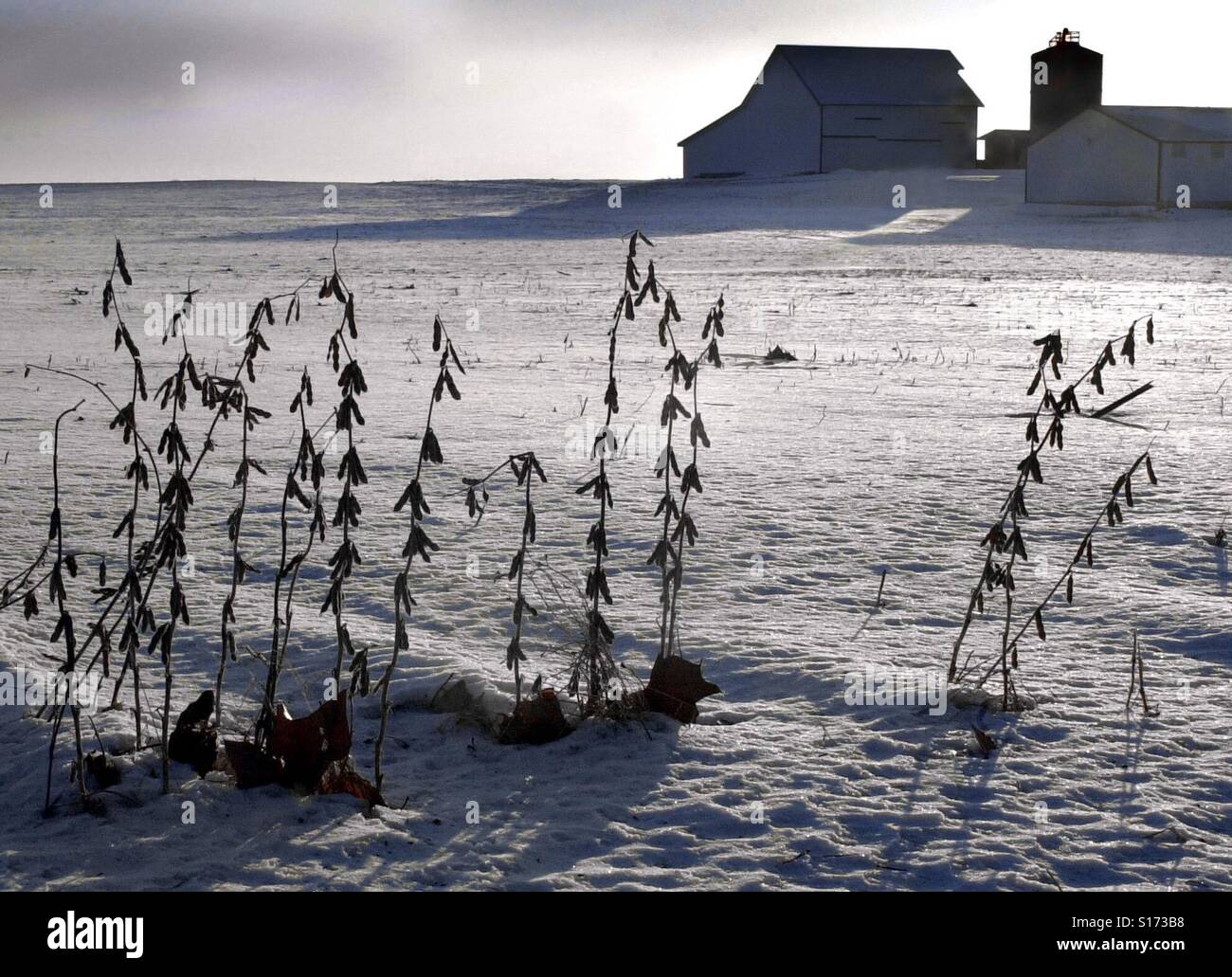 Un paio di gambi di fagiolo perse da mietitrebbia ancora in piedi durante il periodo invernale in un campo dell'Indiana - Immagine stock catturata con smartphone