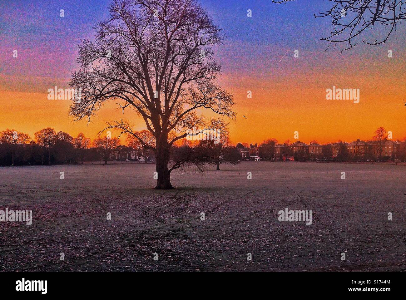 Un albero in Peckham Rye - Immagine stock catturata con smartphone