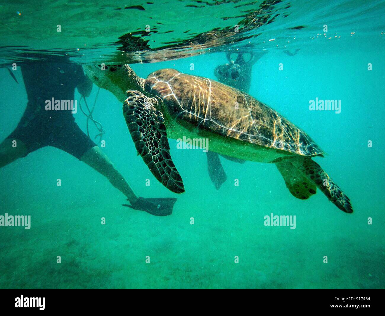 Nuotare con le tartarughe marine - Immagine stock catturata con smartphone