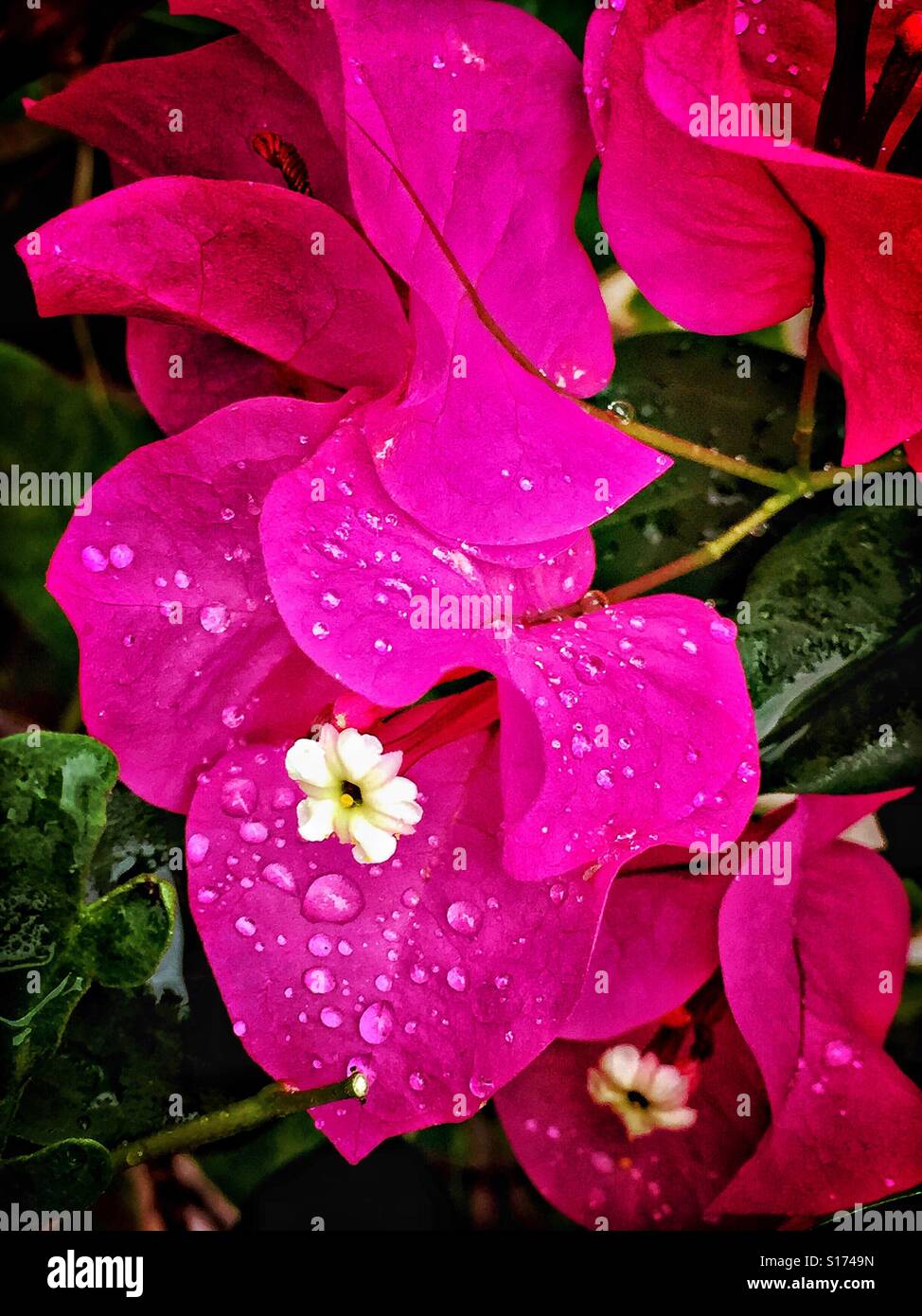 Un acquazzone tropicale bagna una rosa luminoso bougainvillea in gocce di pioggia. Foto Stock