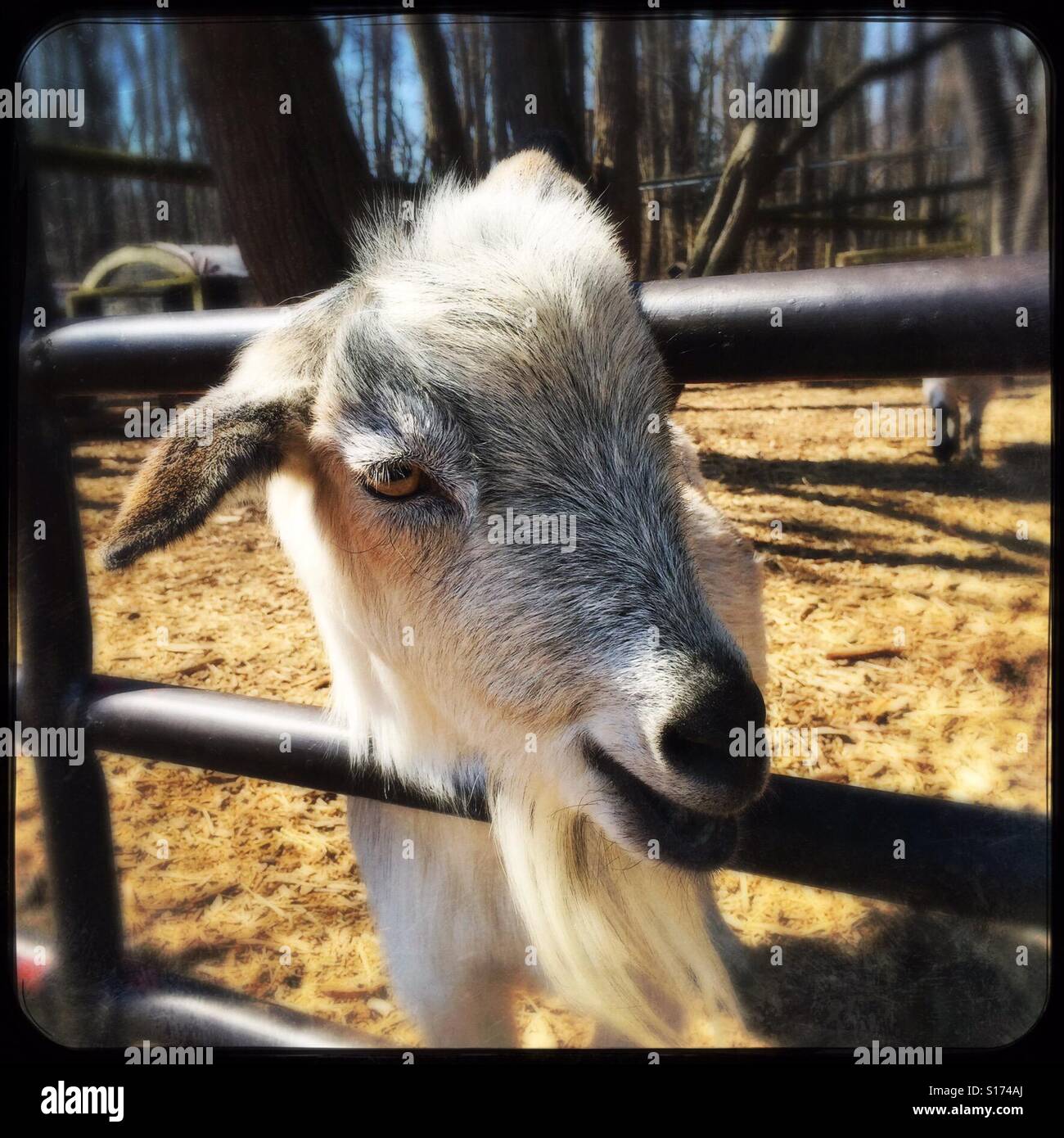 Curioso capra bianca - Immagine stock catturata con smartphone