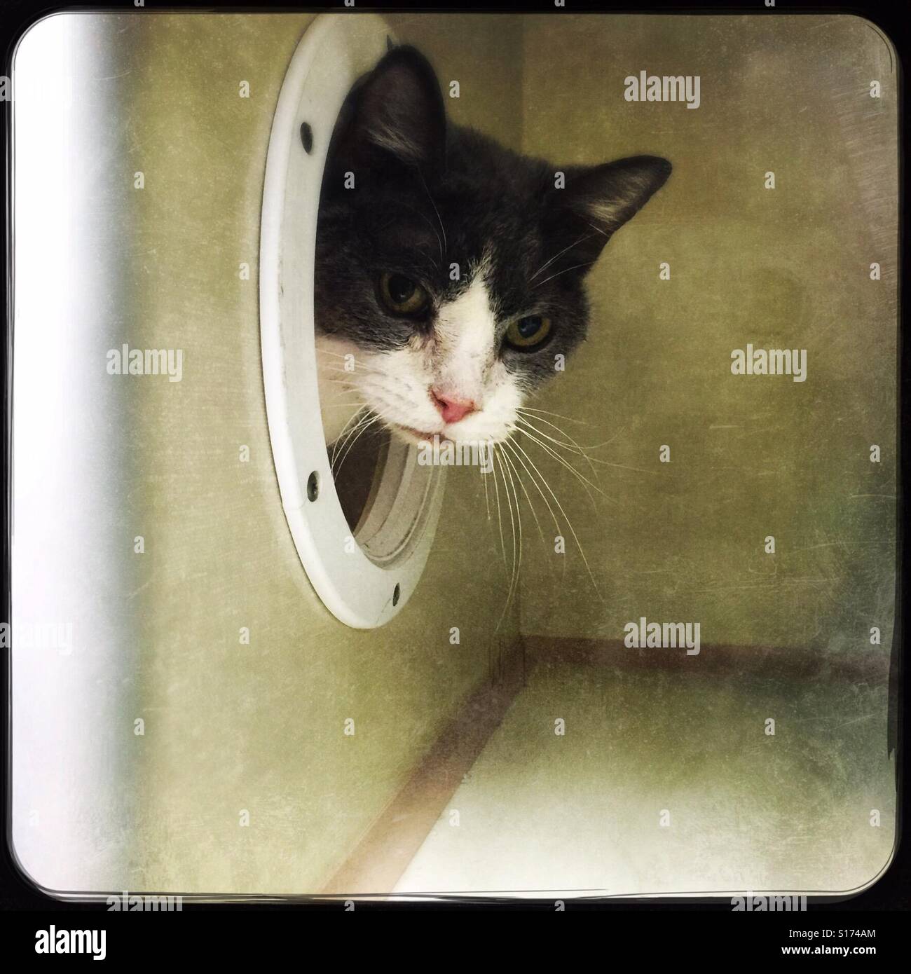 Triste grigio e bianco senior kitty in attesa di essere adottata - Immagine stock catturata con smartphone