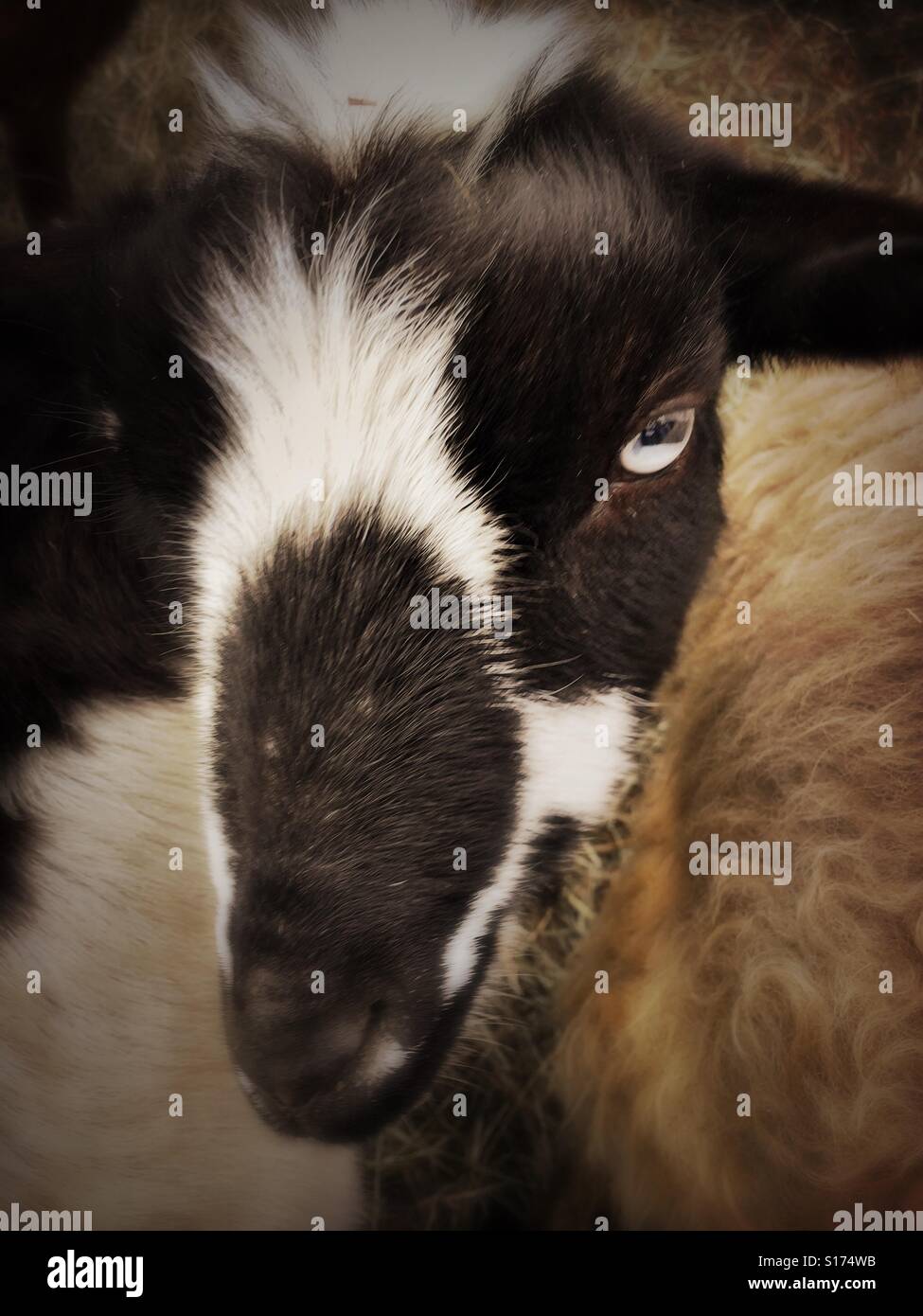 In bianco e nero di capra - Immagine stock catturata con smartphone