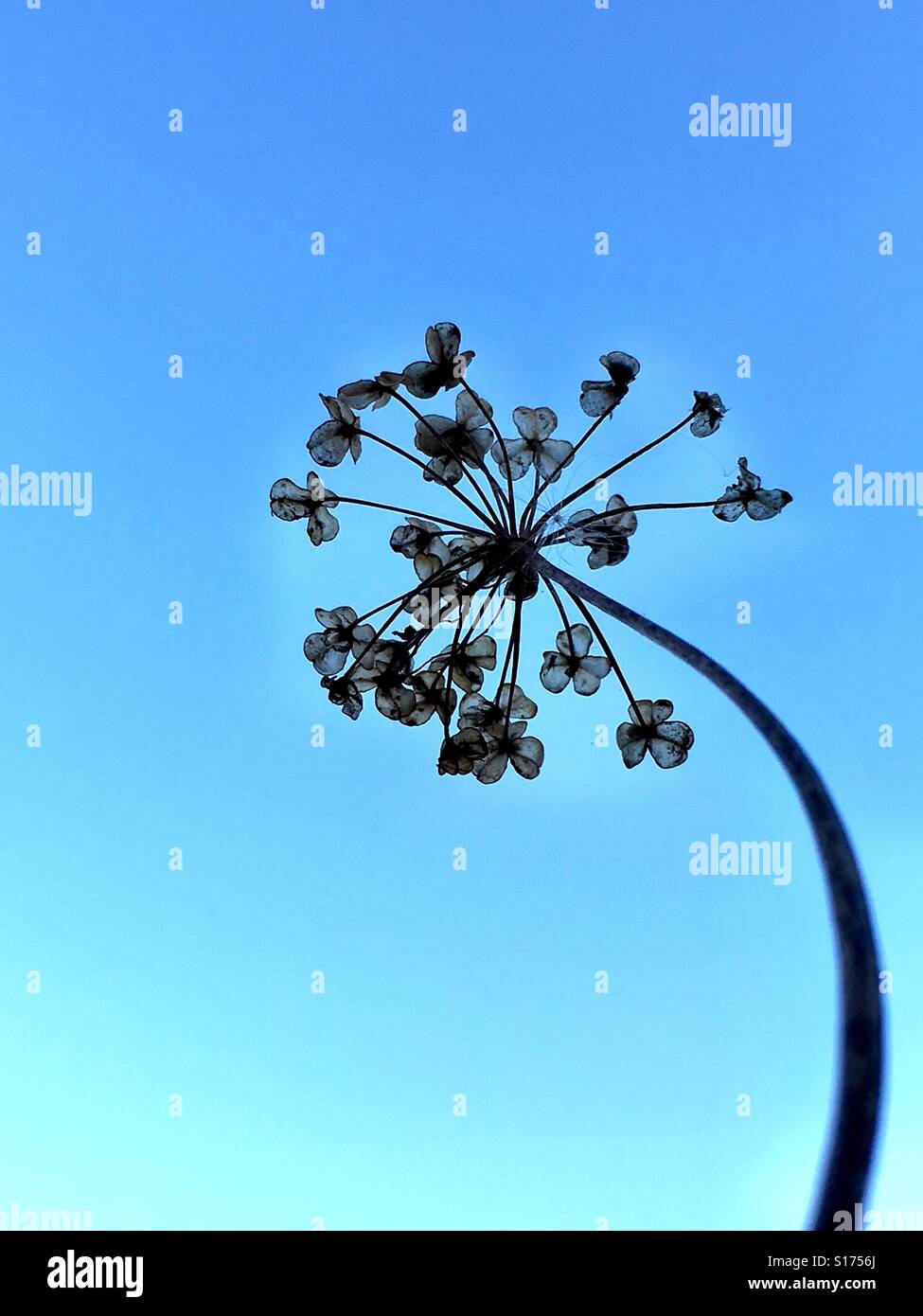 Agli secchi fiori di erba cipollina Foto Stock