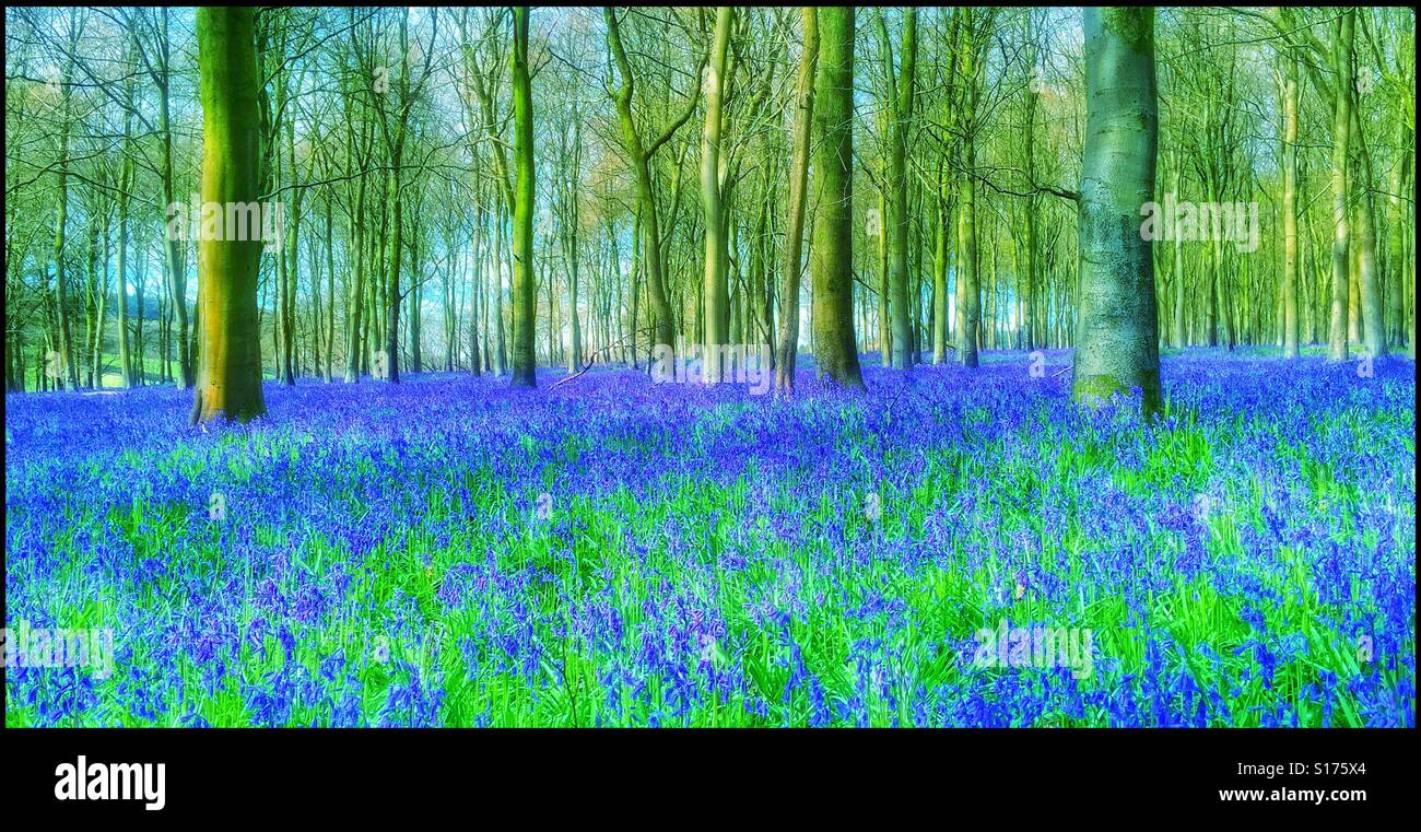 Una primavera, vista del paesaggio di un bosco inglese scena con il famoso e molto amato Bluebell lampadina/flower (Hyacinthoides non Scripta). Credito foto © COLIN HOSKINS. Foto Stock