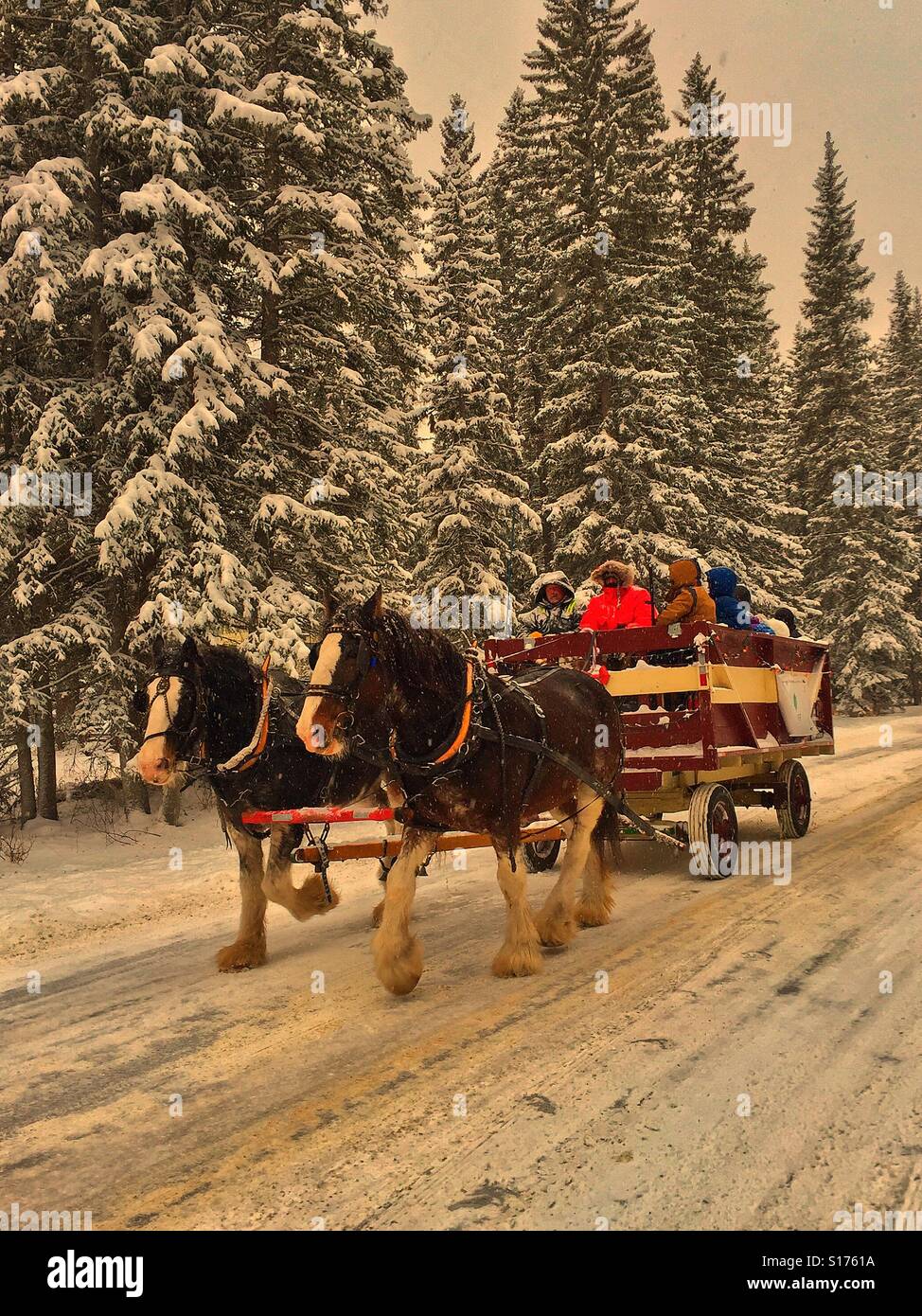 Divertimento per tutta la famiglia con cavallo e giro in carrozza in inverno - Immagine stock catturata con smartphone