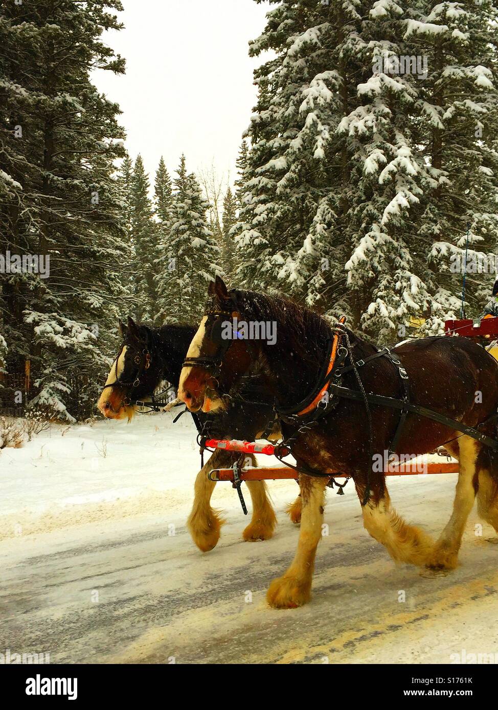 Team di cavalli da lavoro tirando un carro in un giorno di neve Foto Stock