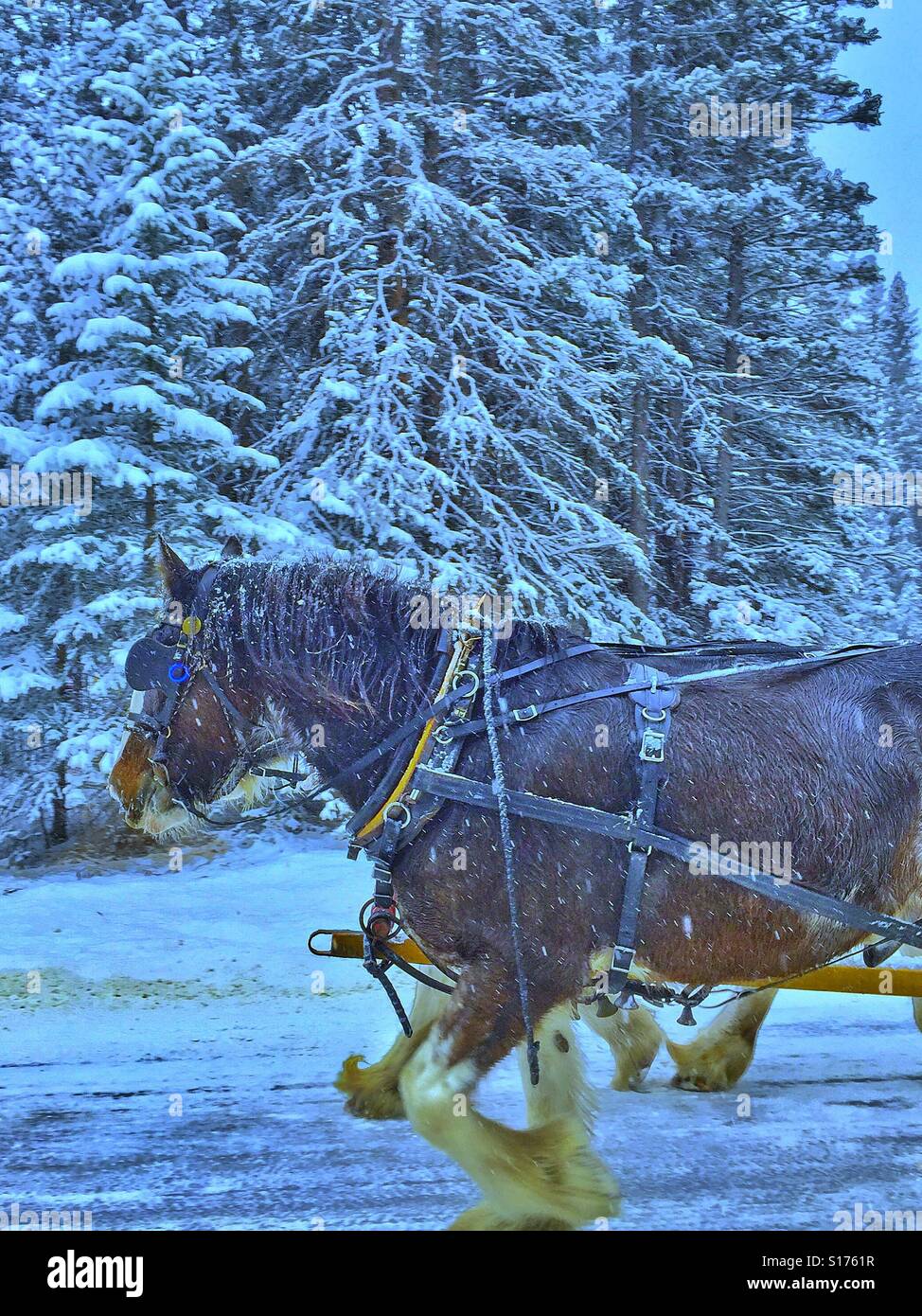 Team di cavalli da lavoro tirando un carro in un giorno di neve Foto Stock
