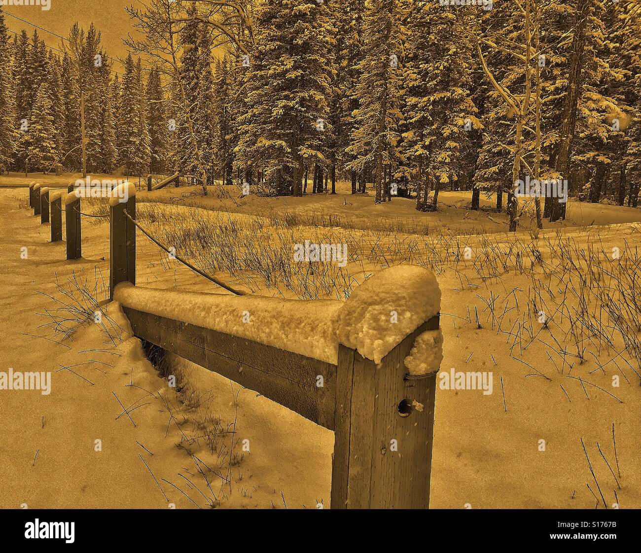 Coperta di neve la foresta e la recinzione - seppia - Immagine stock catturata con smartphone