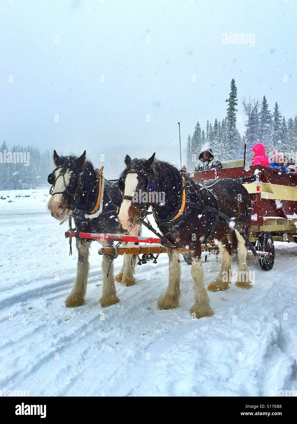 E per il divertimento di tutta la famiglia. Team di Clydesdale cavalli e carri su un giorno nevoso - Immagine stock catturata con smartphone