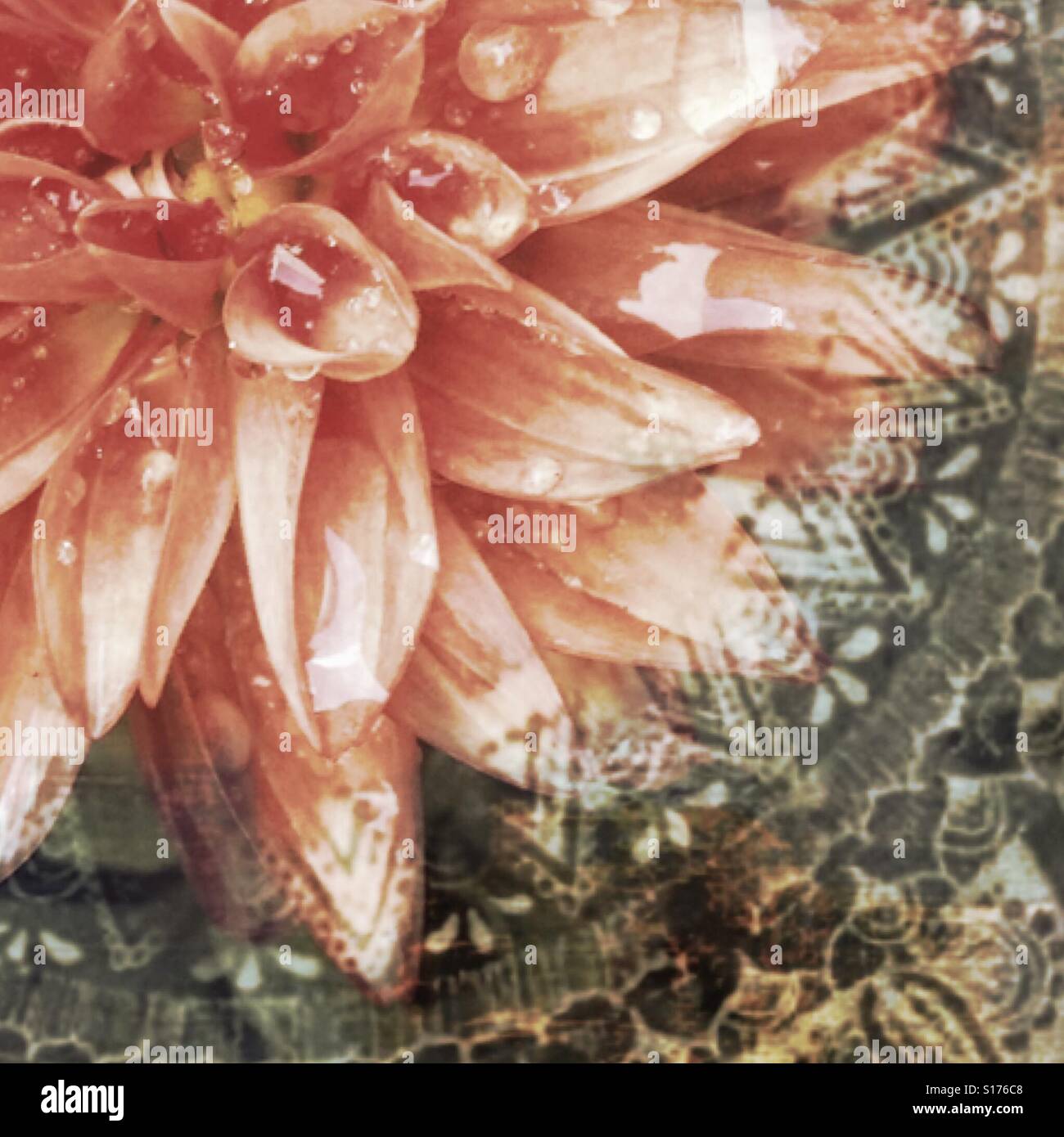 Rimanere piantato (2) iPhone foto fiore closeup, mandala, mescolato, modellato, stratificati per effetto, etnica, tribale indiano, boho Foto Stock