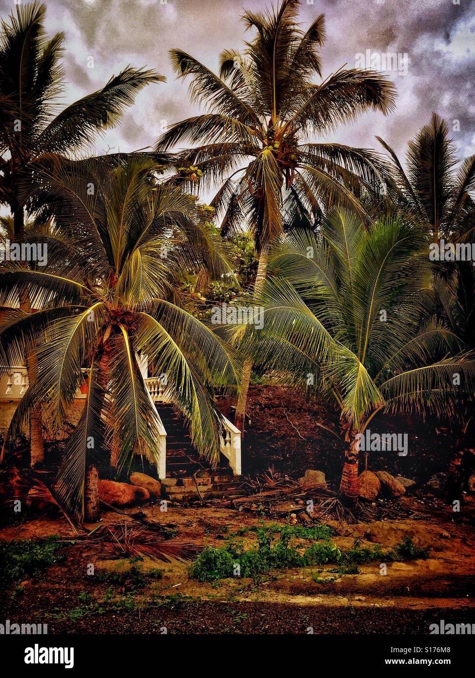 Su una tranquilla spiaggia remota. Una scala emerge la maggior parte nascosti alla vista da una giungla di palme in Nayarit, Messico. Foto Stock