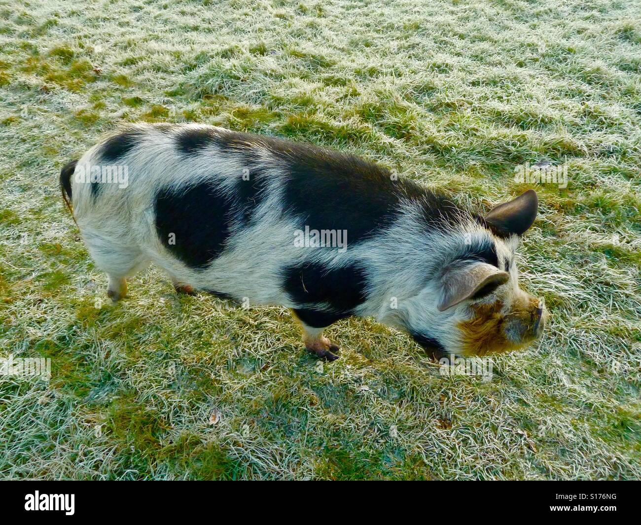 Maiale selvatico rovistando su un gelido mattino Foto Stock