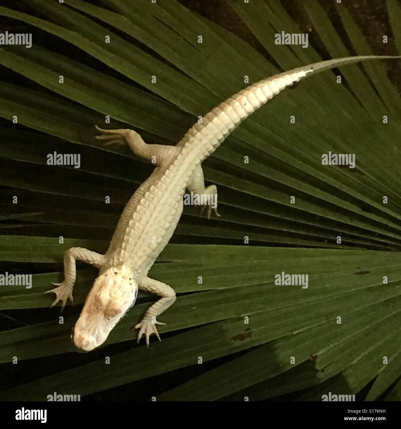 Il Coccodrillo Dell Albino Foto Stock Alamy